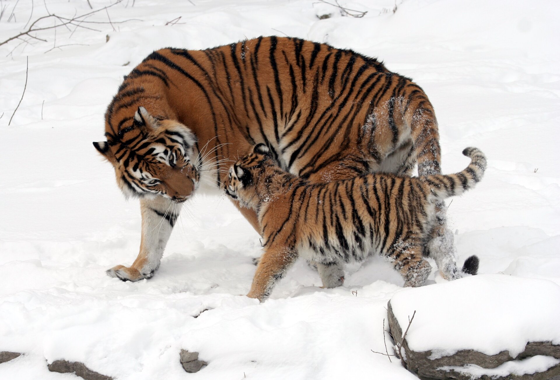 Fotografia prezentuje samicę tygrysa syberyjskiego z potomstwem. Ciało tygrysa jest okryte rudobrązową sierścią z ciemnymi pręgami na całym ciele.