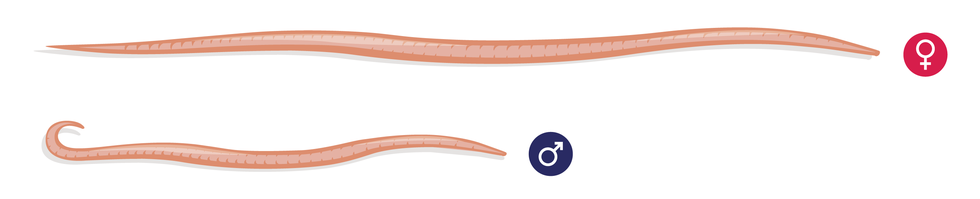 Ilustracja przedstawia dwa różowe nicienie, glisty ludzkie. U góry samica, oznaczona symbolem na czerwonym tle. U dołu samiec, oznaczony symbolem na granatowym tle.