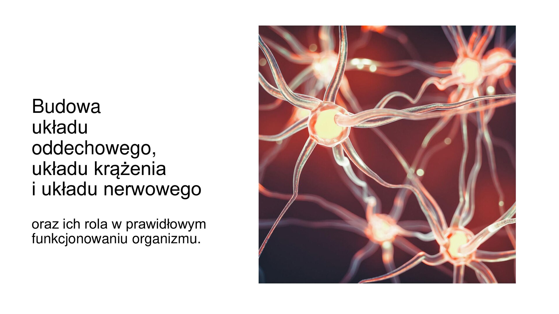 Biały slajd. Z lewej strony tekst: „Budowa układu oddechowego, układu krążenia i układu nerwowego oraz ich rola w prawidłowym funkcjonowaniu organizmu”. Po prawej stronie ilustracja przedstawiająca zbliżenie na nerwy człowieka.