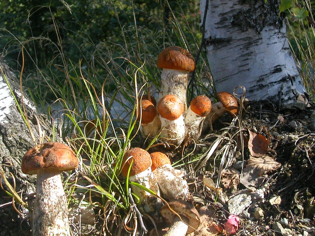 Koźlarz pomarańczowożółty (Leccinum versipelle) wchodzi w mikoryzę z brzozą (Betula).