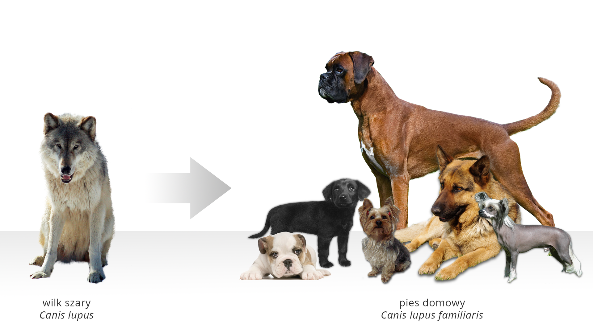Ilustracja przedstawia wilka i psy domowe. Wilk szary Canis lupus znajduje się po lewej stronie obrazka. Siedzi wsparty na przednich łapach. Przednie łapy białe. Sierść na podbrzuszu biała. Głowa wilka skierowana w stronę obserwatora zdjęcia. Górna część pyska, czoło i uszy ciemnoszare. Na prawo od wilka pozioma strzałka. Grot strzałki skierowany na prawo. Po prawej stronie ilustracji sześć psów. Każdy pies jest innej rasy. Największy pies to stojący buldog. Buldog patrzy w stronę wilka siedzącego po lewej stronie zdjęcia. Sierść buldoga brązowa. Ogon poziomo wyprostowany. Na lewo od buldoga leży owczarek niemiecki. Sierść owczarka jasno brązowa, pysk czarny. Trójkątnie zakończone uszy, ciemnobrązowe od wewnątrz. Na prawo od owczarka szary, krótkowłosy mały pies. Pies stoi bokiem do obserwatora. Głowa skierowana w stronę siedzącego wilka. Na lewo, przed buldogiem, trzy małe psy. Mały czarny pies stoi. Przed czarnym psem leży biały pies w brązowe łatki. Uszy brązowe. Na prawo siedzi mały pies. To mały szary York. Poniżej psów napis: pies domowy, Canis lupus familiaris.