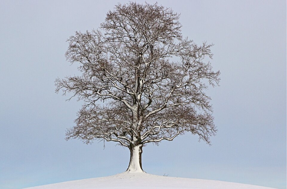 Na zdjęciu znajduje się drzewo. Gałązki ma pokryte białym puchem. Stoi na pokrytej śniegiem łące. Niebo jest bezchmurne.
