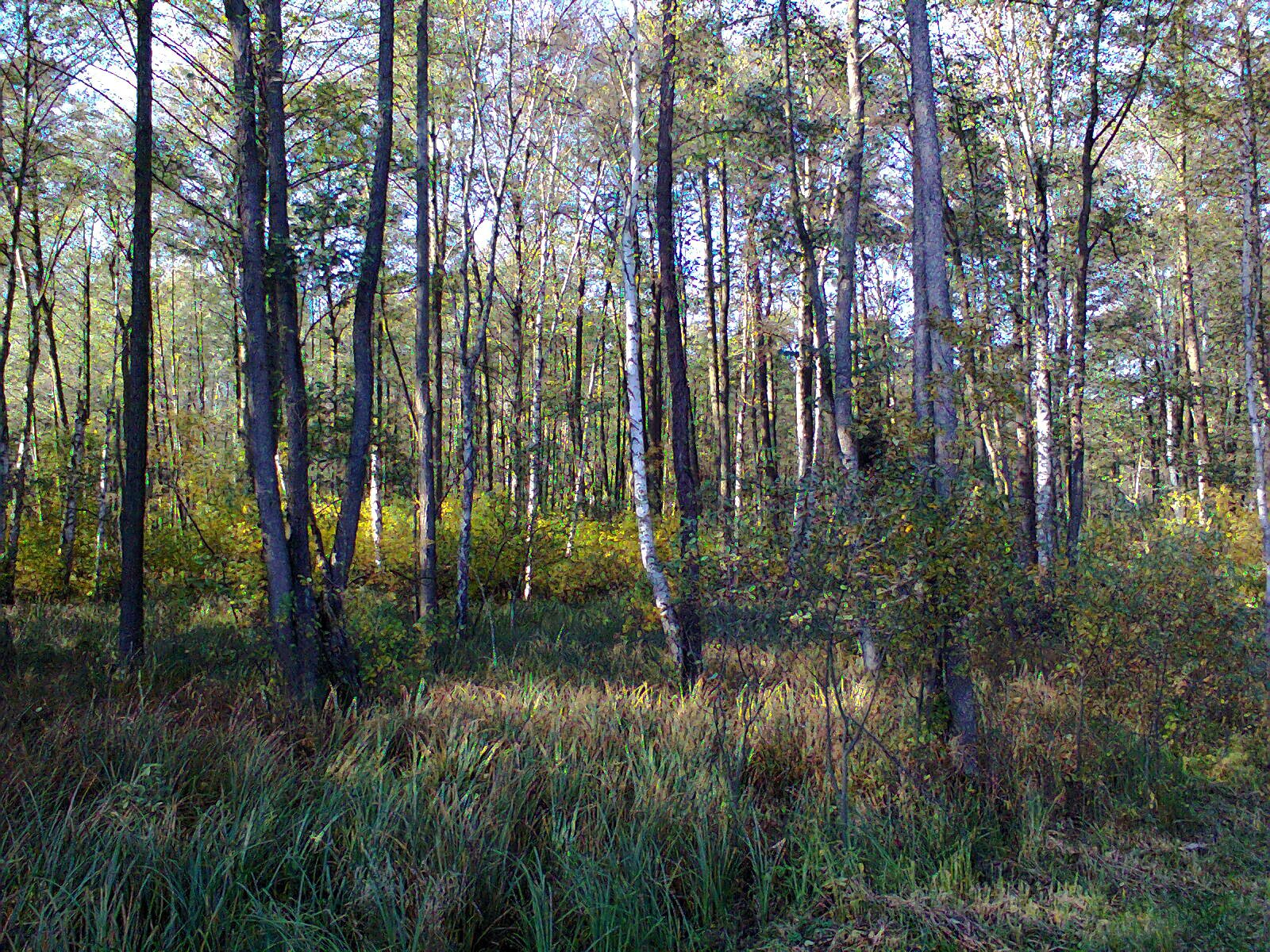 Fotografia przedstawia las brzozowy, runo leśne pokrywają gęste i wysokie trawy.