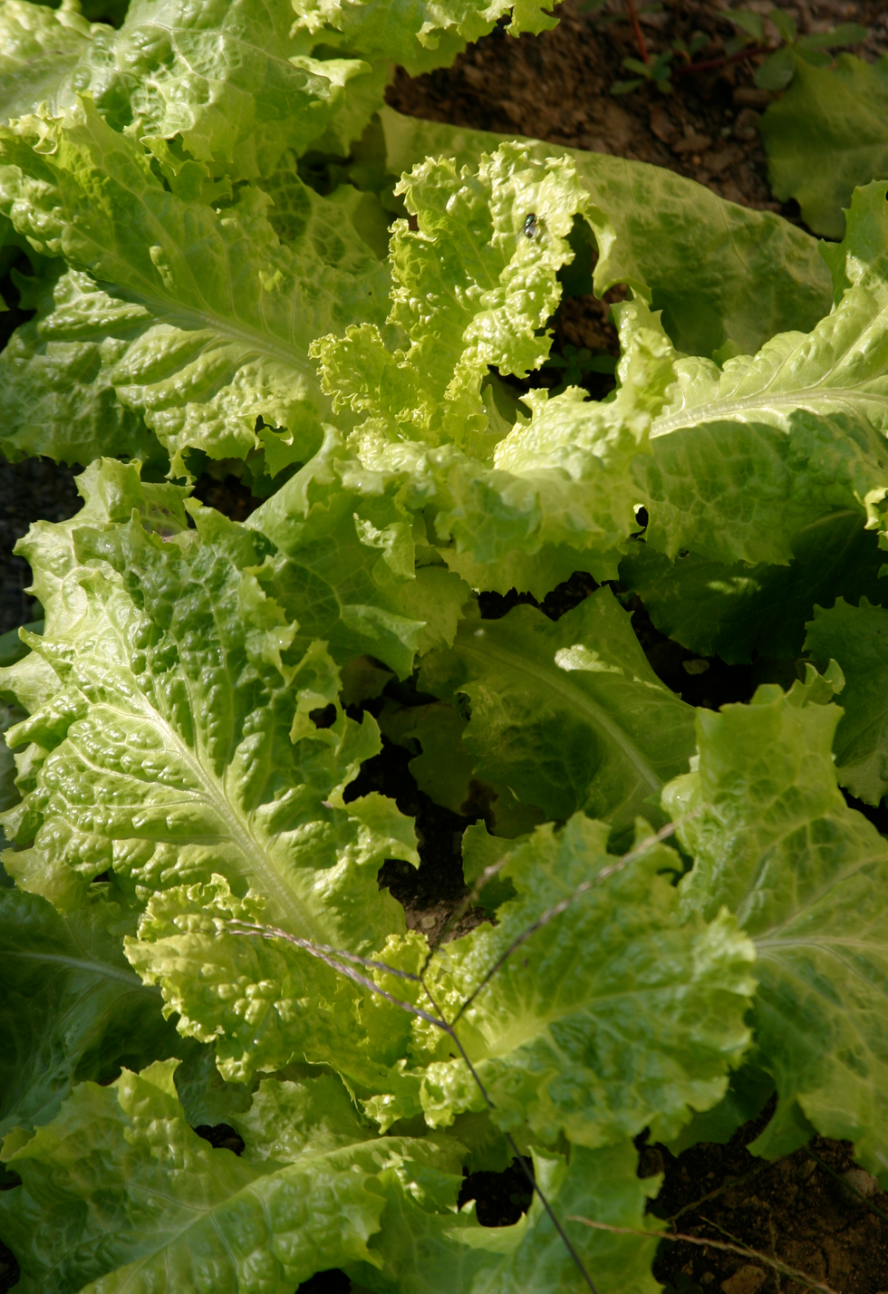 Fotografia przedstawia jasnozielone sadzonki sałaty na grządce. Jej liście zawierają szczepionkę przeciw wirusowemu zapaleniu wątroby typu B.