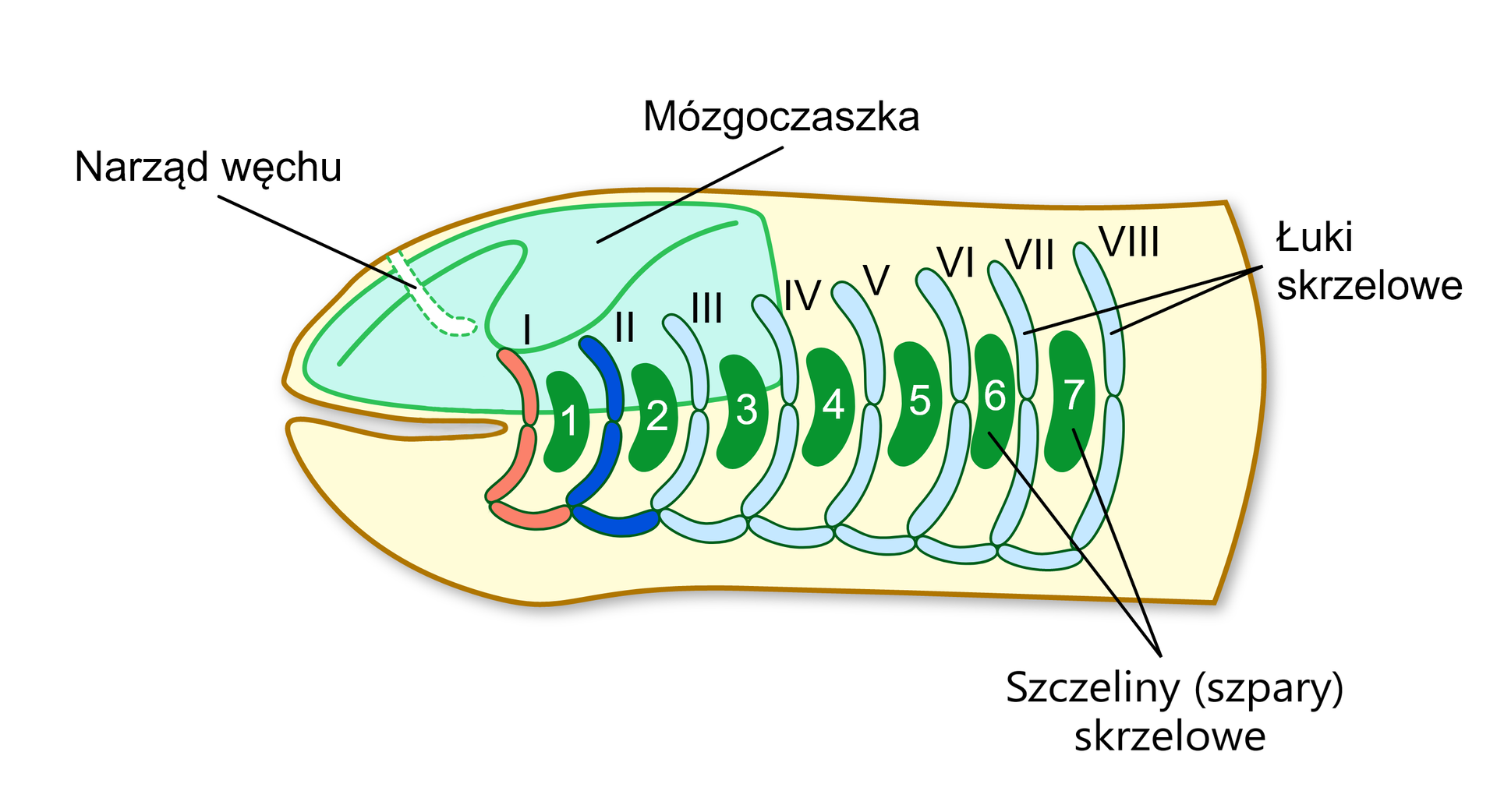 Szkielet trzewioczaszki kręgowców bezszczękowych na przykładzie minoga. Widoczne jest osiem łuków skrzelowych, pomiędzy którymi znajduje się siedem szczelin (szpar) skrzelowych.