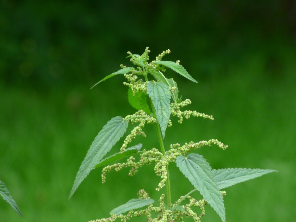 Zdjęcie przedstawia pokrzywę zwyczajną. Roślina ulistniona nakrzyżlegle. Blaszka liściowa ma kształt wąskolancetowaty. Liście są z brzegu grubo piłkowane, ich koniec jest ostro zakończony. Kwiaty są niepozorne, zielone, z czterodzielnym okwiatem, zebrane w luźne lub gęste groniaste kwiatostany dłuższe od ogonków liściowych, wyrastające z pachwin liści.
