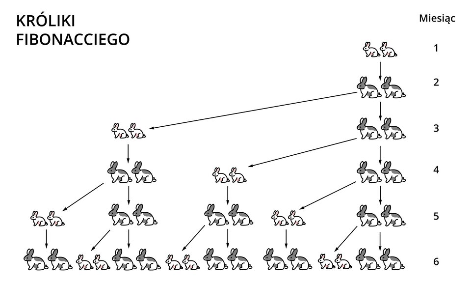 Grafika przedstawia diagram ilustrujący problem rozmnażania się królików. Diagram składa się z sześciu poziomych rzędów reprezentujących kolejne miesiące, z symbolami królików przedstawionymi jako małe ilustracje królików w dwóch kolorach - białym (młode pary) i szarym (dojrzałe pary).
Miesiąc pierwszy
W górnej części diagramu znajduje się pojedyncza para białych królików (młoda para), która dopiero co się narodziła i nie jest jeszcze zdolna do rozrodu.
Drugim rząd widoczna jest para szarych królików, reprezentująca tę samą parę, która osiągnęła już dojrzałość płciową i może rozpocząć rozmnażanie.
Trzeci rząd pokazuje dwie pary królików - jedną szarą (pierwotną parę) i jedną białą (nowo narodzoną parę potomstwa). Strzałka wskazuje na połączenie między dojrzałą parą a jej potomstwem.
Czwarty rząd przedstawia trzy pary królików - dwie szare (dojrzałe) i jedną białą (młodą). Para narodzona w trzecim miesiącu osiągnęła dojrzałość.
Piąty rząd zawiera pięć par królików, z czego trzy to pary dojrzałe (szare) i dwie  młode pary (białe). Strzałki pokazują relacje reprodukcyjne między dojrzałymi parami a ich potomstwem.
Najniższy rząd diagramu przedstawia osiem par królików - pięć dojrzałych par (szarych) i trzy młode pary (białe), ilustrując dalszy wzrost populacji zgodnie z sekwencją Fibonacciego.