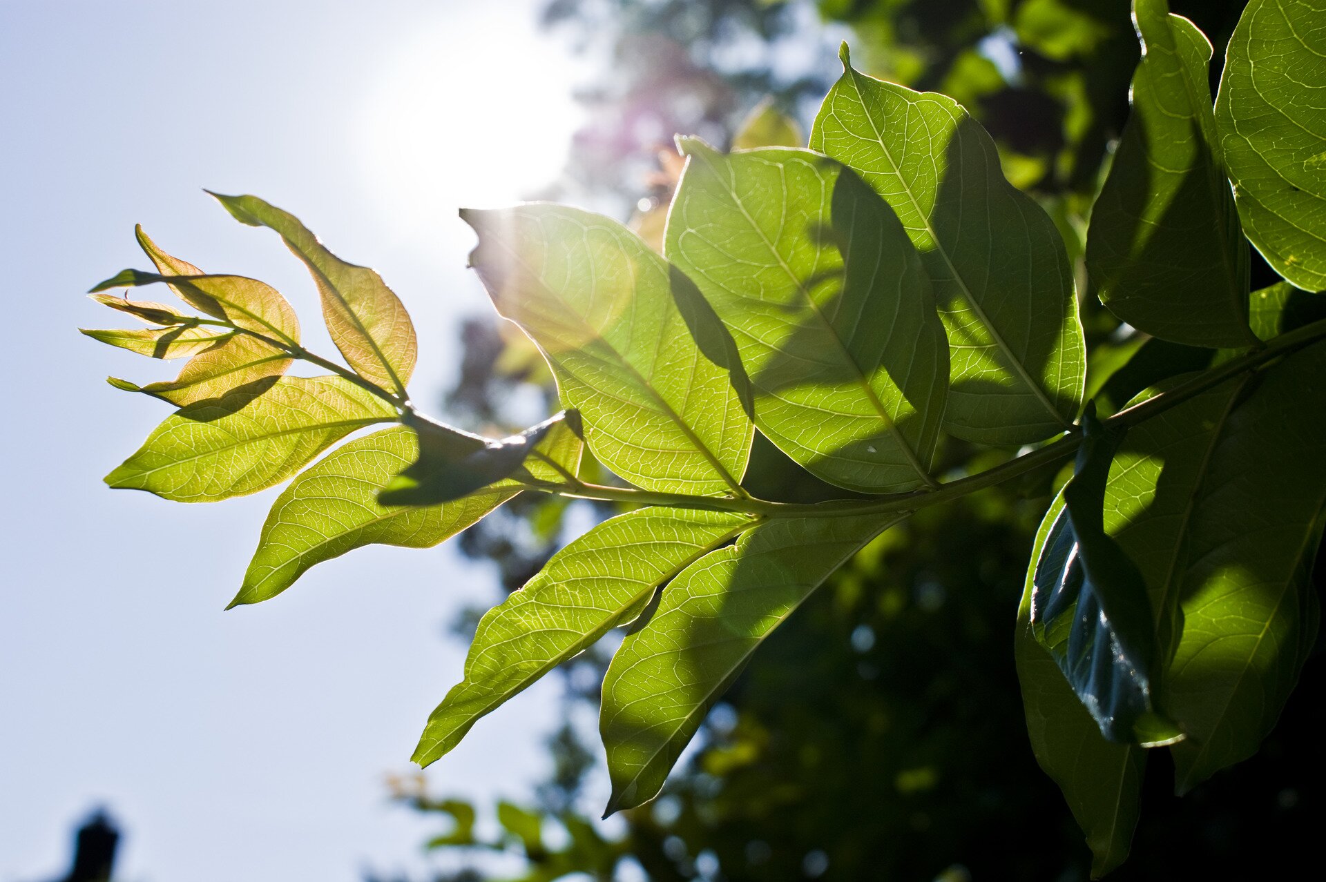 Zdjęcie przedstawia gałązkę drzewa gęsto usianą zielonymi liśćmi obserwowaną pod słońce.