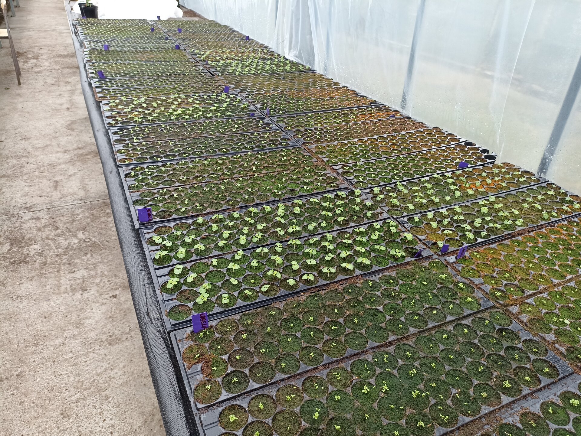 Zdjęcie przedstawia liczne drobne siewki roślin jednorocznych w wielodoniczkach.