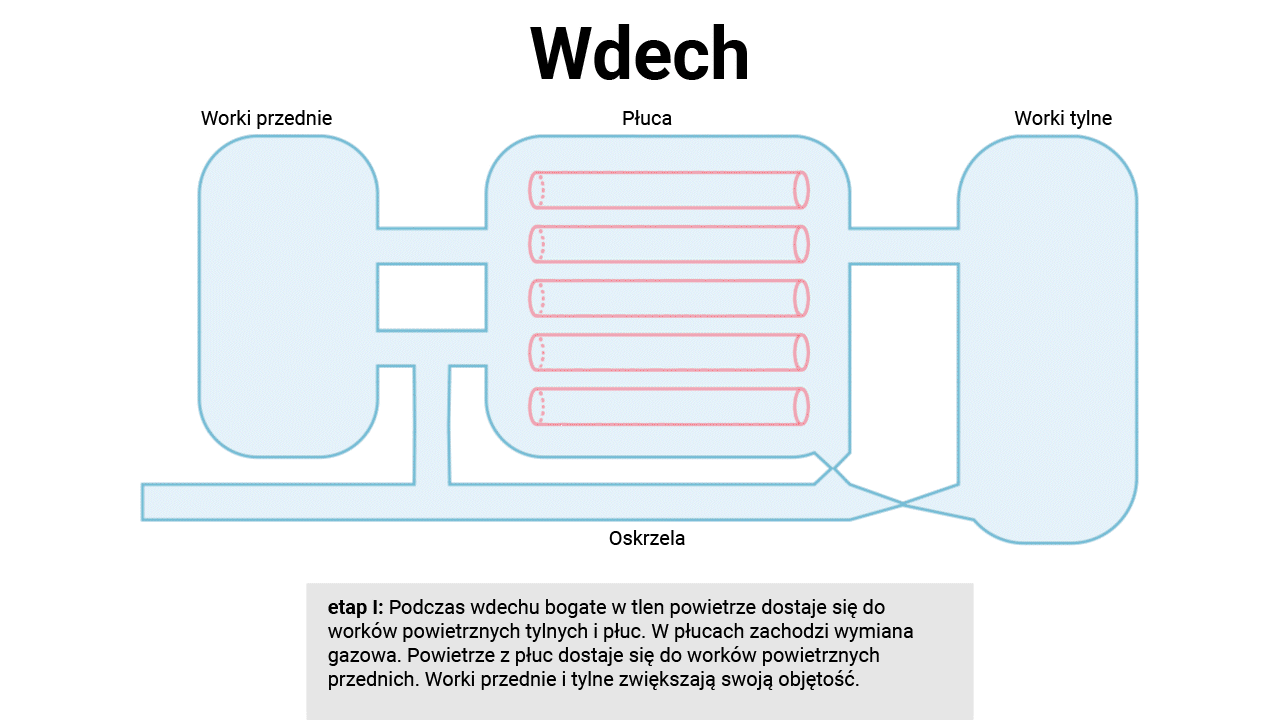 Ilustracja przedstawia schemat wdechu u ptaków. Oskrzelami powietrze wpływa do worków powietrznych tylnych znajdujących się za płucami. Worek napełnia się. Powietrze dostaje się też do płuc, przez które przepływa do worków przednich. Pod obrazkiem znajduje się tekst: etap pierwszy Podczas wdechu bogate w tlen powietrze dostaje się do worków powietrznych tylnych i płuc. W płucach zachodzi wymiana gazowa. Powietrze z płuc dostaje się do worków powietrznych przednich. Worki przednie i tylne zwiększają swoją objętość.