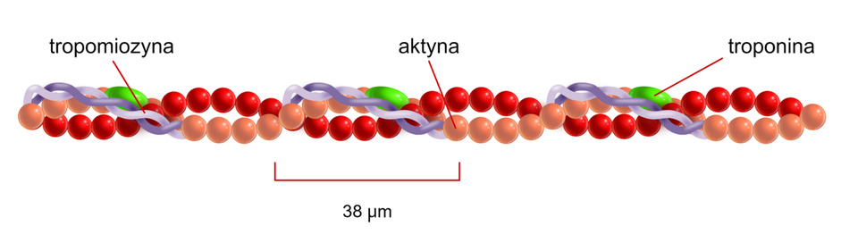 Ilustracja przedstawia mikrofilament cienki, inaczej aktynowy. Ma on kształt skręconego łańcucha składającego się z występujących obok siebie okrągłych struktur przypominających różowe i czerwone koraliki - aktyna zaznaczona na pomarańczowo, a tropomiozyna na czerwono. Co jakiś czas w łańcuchu występuje większa, zielona, owalna struktura - troponina. Co drugi skręt łańcucha występują cienkie łańcuchy skręconych linii –białej i jasnoszarej. Długość jednego skrętu tego łańcucha wynosi 38 nanometrów.