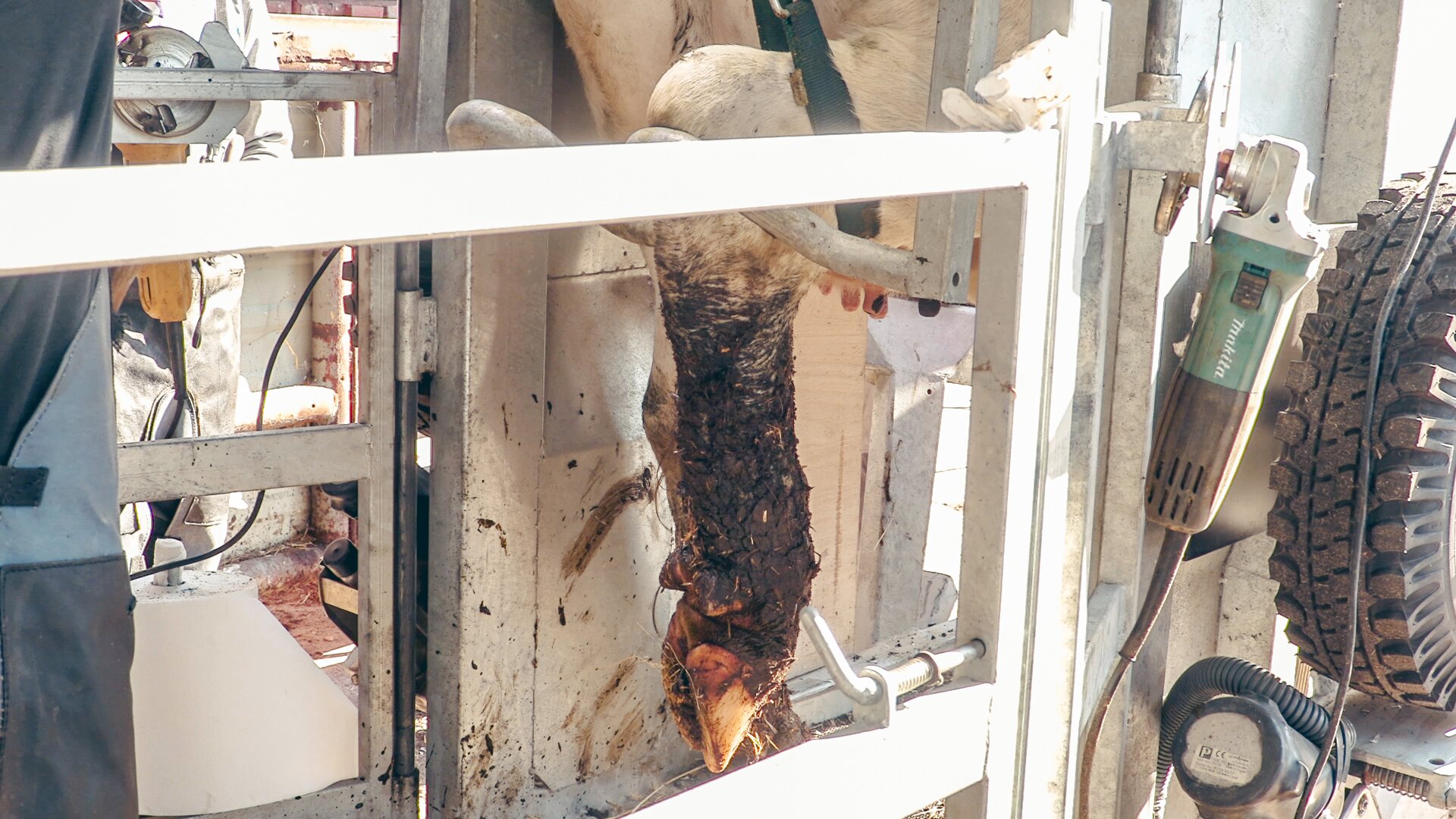 Zdjęcie przedstawia zbliżenie na podniesioną racicę krowy. Jest ona unieruchomiona przez metalowe elementy konstrukcyjne klatki poskromowej. Racica jest podniesiona w taki sposób, aby umożliwić dostęp do jej spodu. 