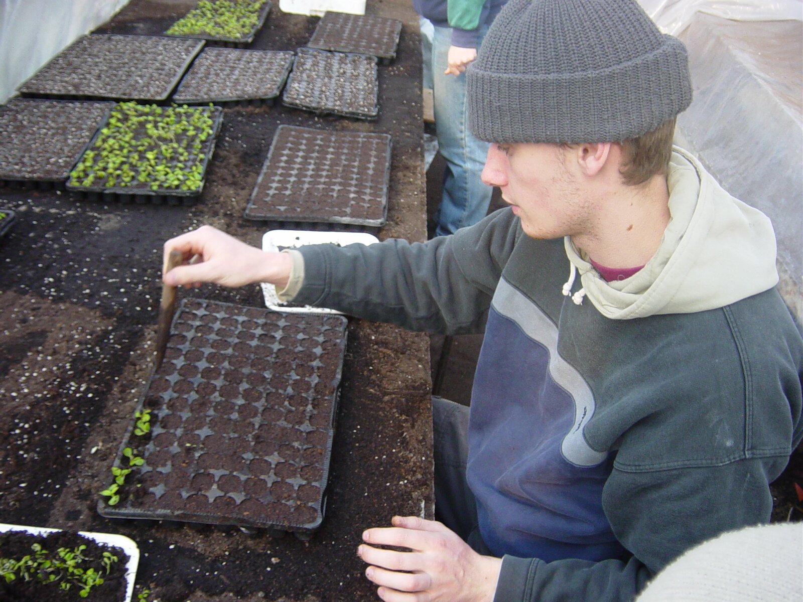 Zdjęcie przedstawia pikowanie żeniszka do tac wielokomorowych. Młody mężczyzna pikuje drobne, zielone siewki i umieszcza je w niewielkich komorach wypełnionych ziemią.
