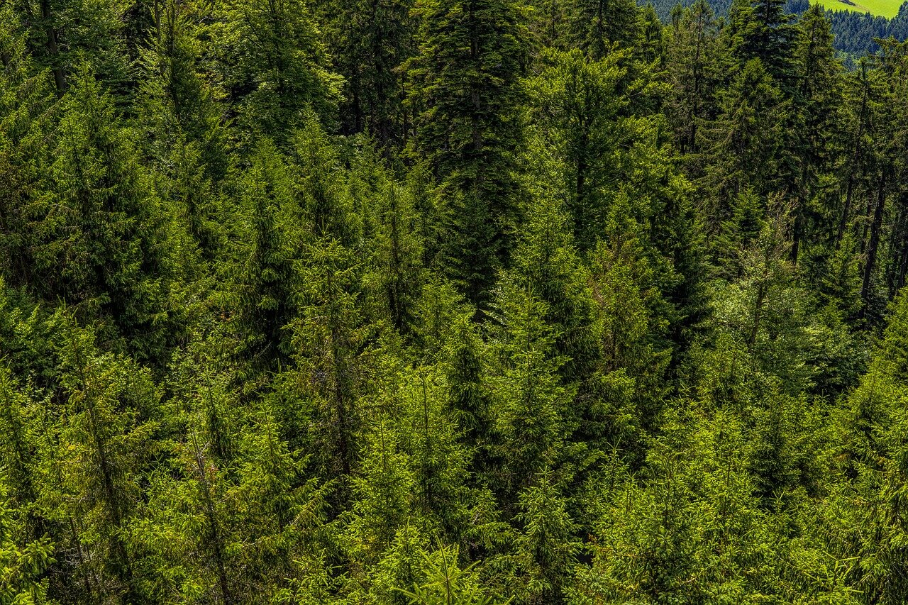 Zdjęcie przedstawia widok z góry na gęsty las iglasty. 