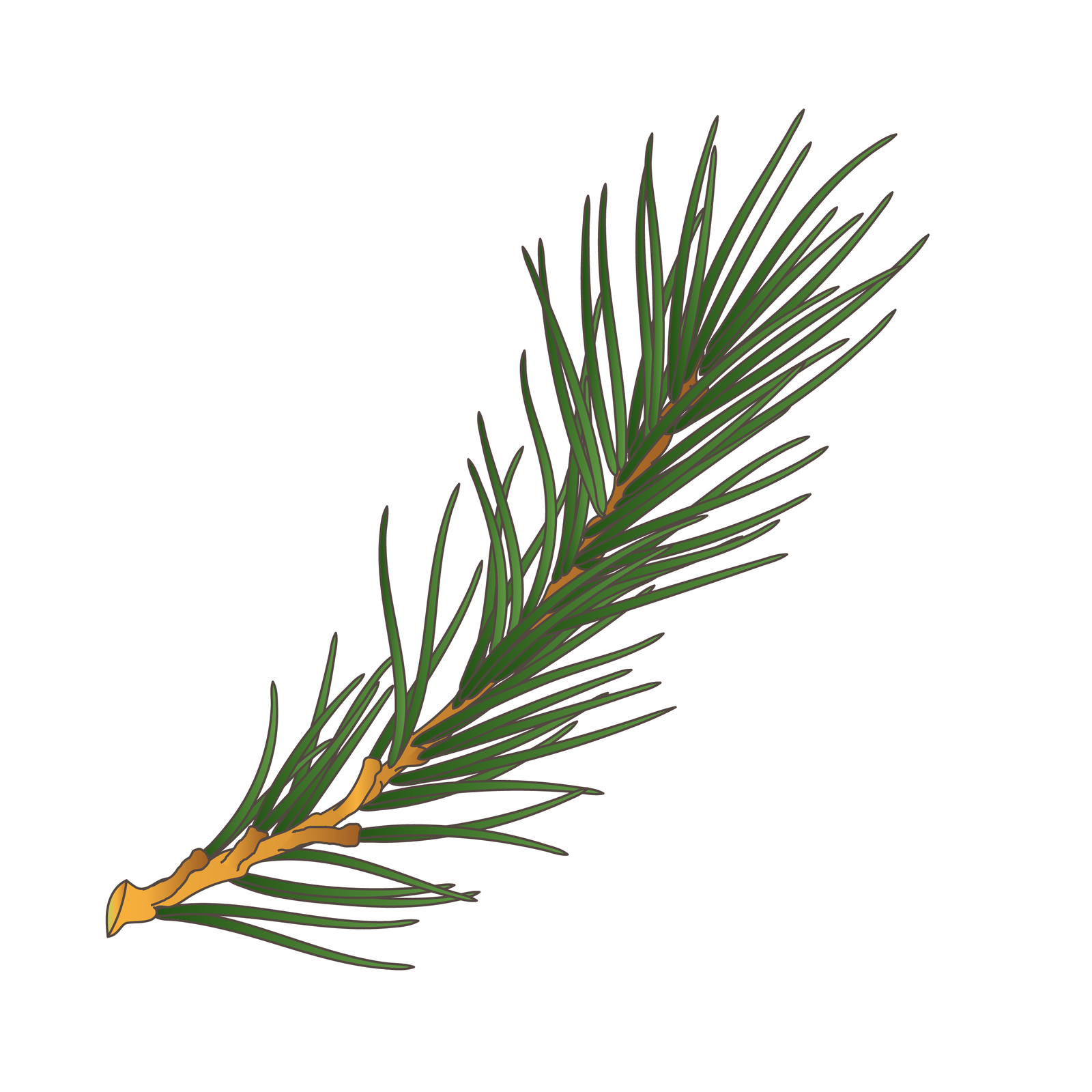Ilustracja przedstawia gałązkę sosny. Z jasnobrązowej łodygi wyrasta gęsto wiele liści – igieł.