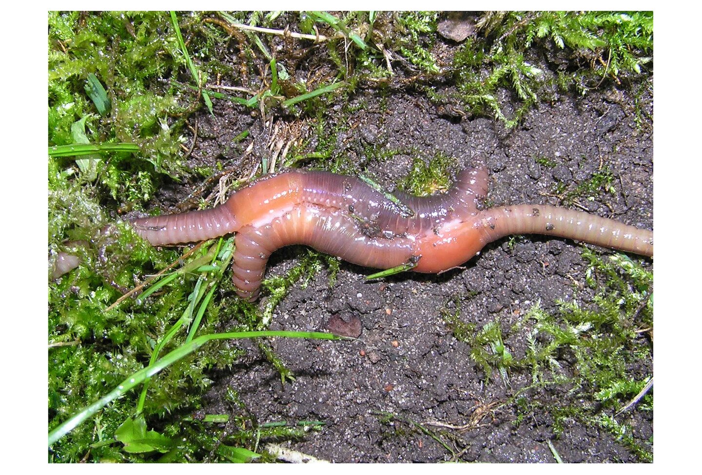Fotografia przedstawia dwie różowo- fioletowe dżdżownice ziemne. Znajdują się na ziemi częściowo okrytej zielonym mchem. Ich jaśniejsze części są sklejone białym śluzem. To moment zapłodnienia krzyżowego.