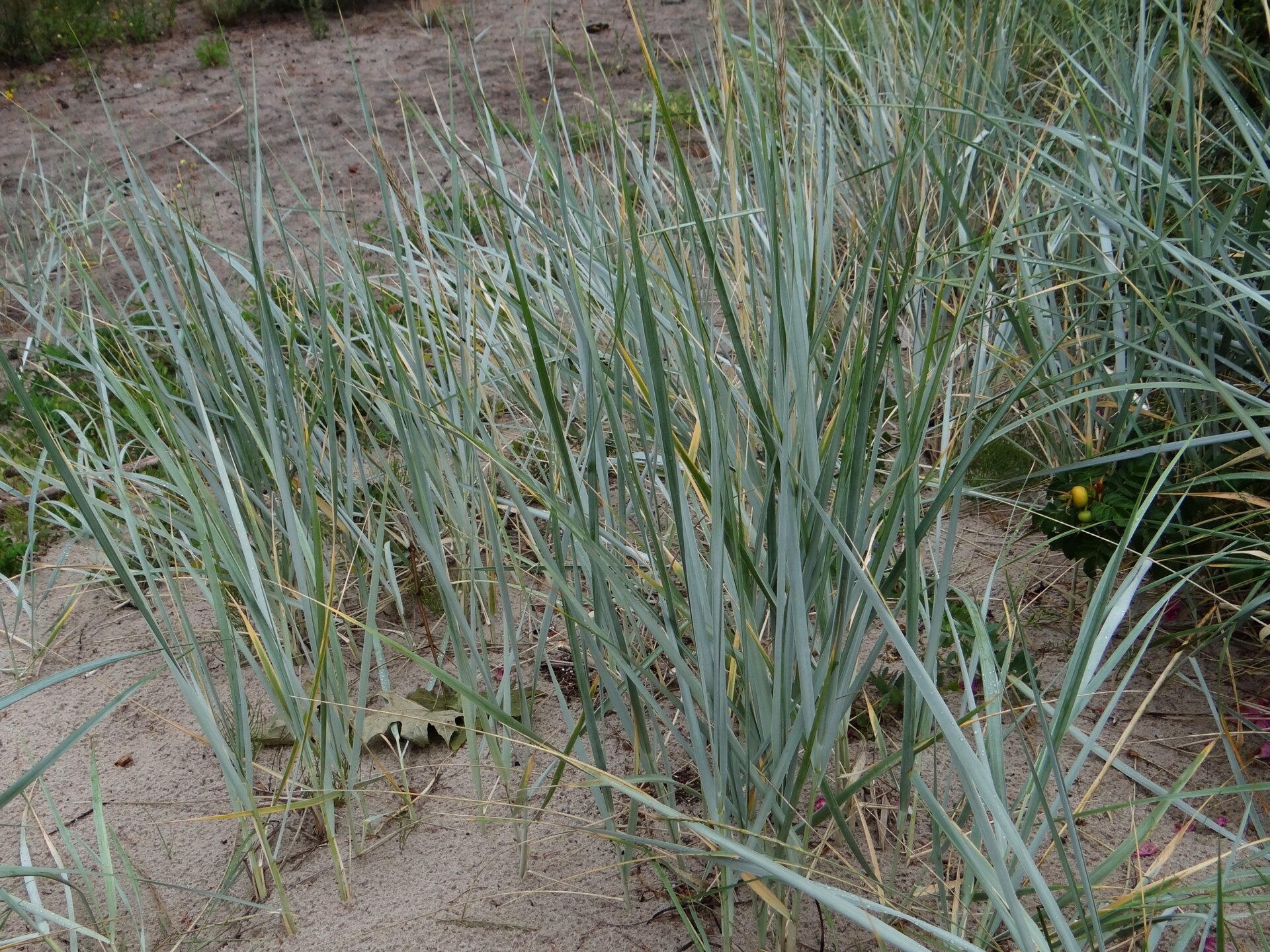 Zdjęcie przedstawia zieloną roślinę przypominającą trawę. Ma długie zielone proste liście przypominające szczypiorek. Roślina porasta piaszczysty teren.