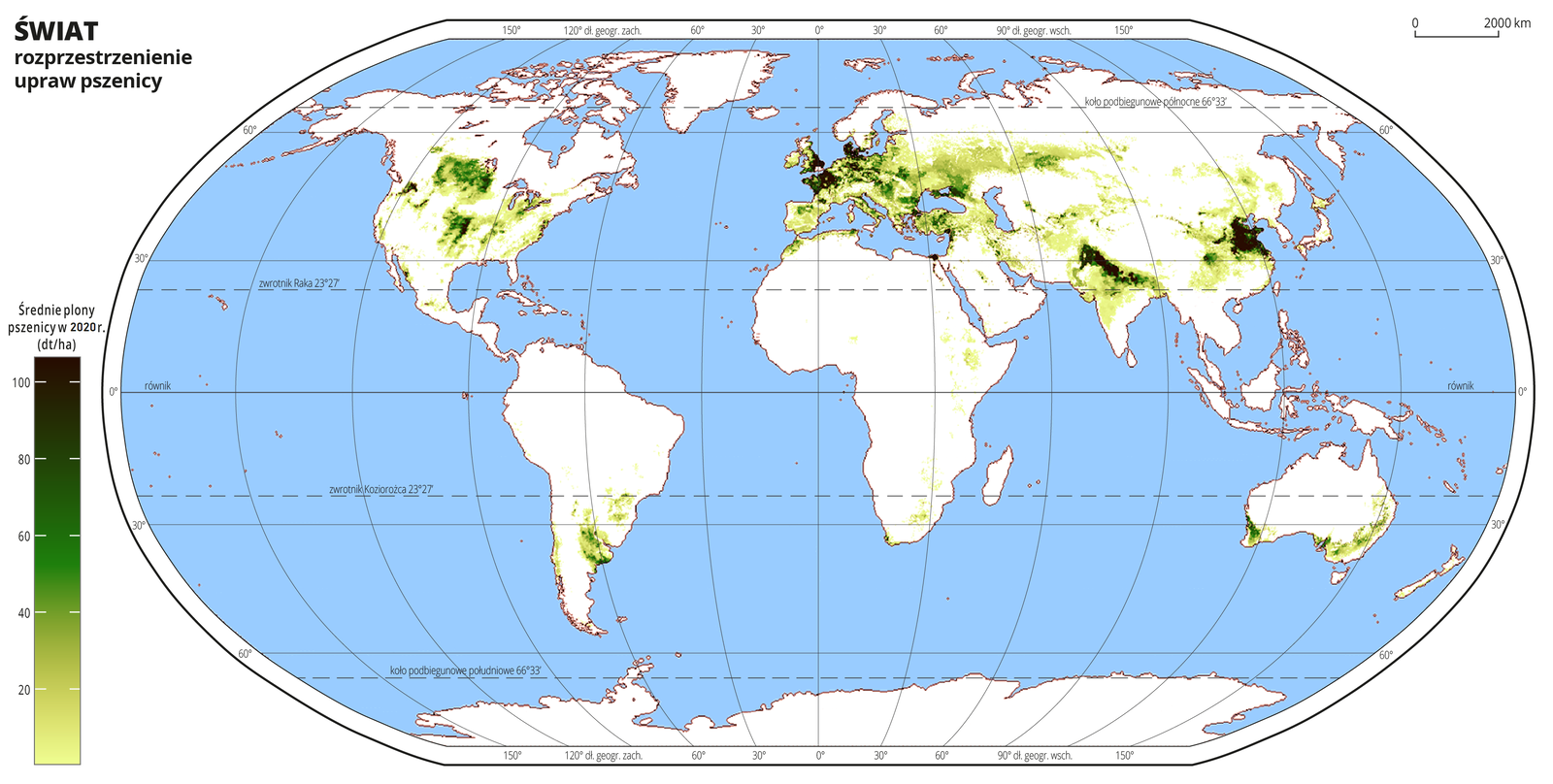 Ilustracja przedstawia mapę świata. Wody zaznaczono kolorem niebieskim. Na mapie odcieniami koloru zielonego zaznaczono średnie plony pszenicy w decytonach z hektara w dwa tysiące dwudziestym roku. Najjaśniejszym odcieniem koloru zielonego oznaczono obszary, na których średnie plony pszenicy wynoszą poniżej dwudziestu decyton z hektara, a najciemniejszym obszary, na których plony pszenicy przekraczają sto decyton z hektara. Uprawy pszenicy występują gównie na półkuli północnej i rozmieszczone są w środkowej części Ameryki Północnej – w środkowej części USA i w środkowej Kanadzie, przy granicy z USA. Występują również w większości Europy (z wyłączeniem prawie całej Skandynawii), największe są na terenie Danii, południowo‑wschodniej Wielkiej Brytanii, we Francji, w Niemczech. Obecne są wzdłuż linii wybrzeża północno‑zachodniej Afryki. Uprawy ciągną się pasem na północ od Kazachstanu, występują w Azji Mniejszej. Najwyższe plony osiągane są w północnych Indiach i w północno‑wschodnich Chinach. Na półkuli południowej występują na terenie Argentyny w pobliżu Paragwaju, na niewielkim obszarze RPA (południowo‑zachodnia część, wzdłuż wybrzeża), niewielkie plony uzyskiwane są również w okolicach zachodniej Etiopii. Uprawy występują również w południowo‑zachodniej Australii (gdzie uzyskuje się największe plony), w południowej części kontynentu i za wschodzie.