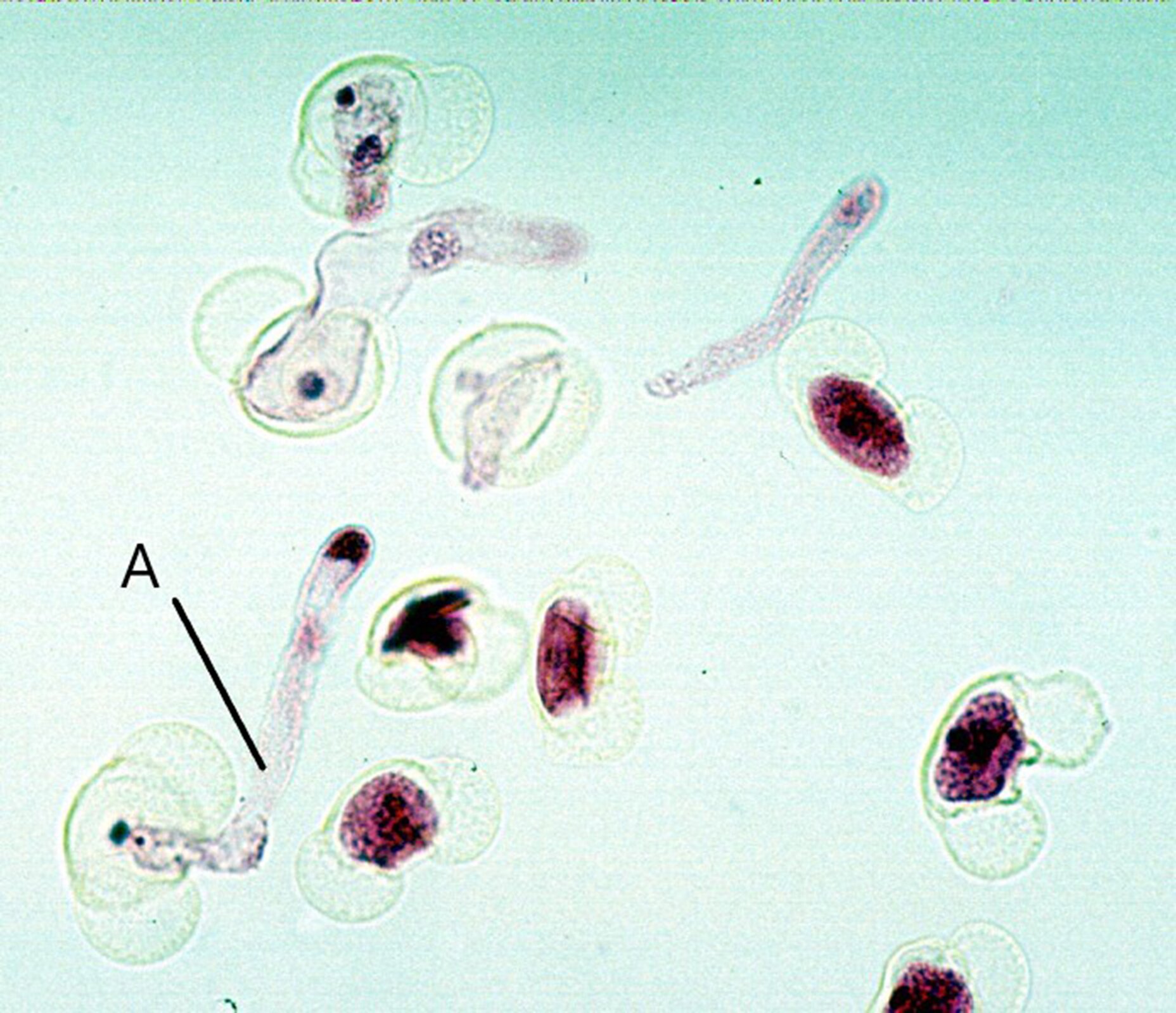 Zdjęcie mikroskopowe kiełkującego ziarna pyłku sosny, które wytwarza łagiewkę pyłkową oznaczoną literą A. Łagiewka wyrasta z komórki wegetatywnej i umożliwia transport dwóch komórek plemnikowych, powstających z komórki generatywnej. Obok oznaczonego ziarna inne ziarna w podobnym stadium kiełkowania. 