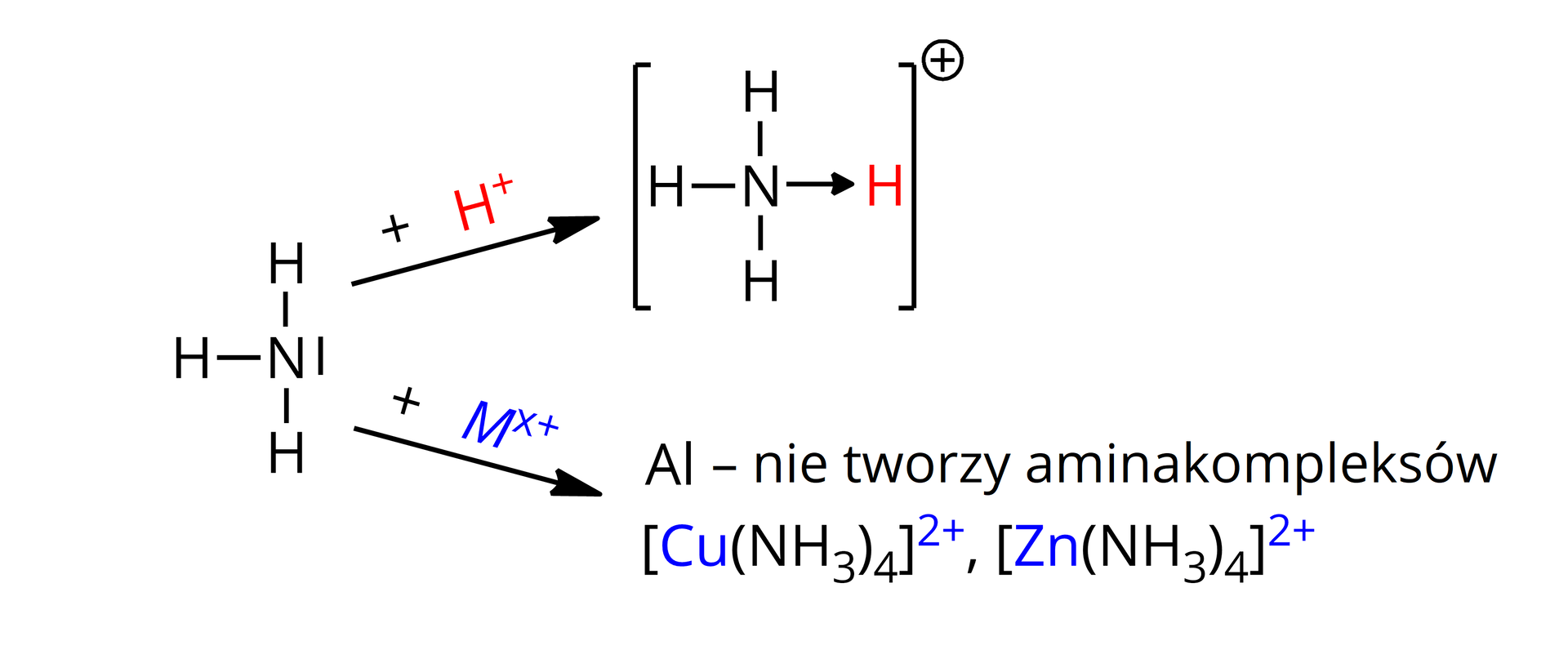 Ilustracja przedstawiająca dwie reakcje, którym ulega cząsteczka amoniaku. Wzór strukturalny amoniaku składa się z atomu azotu N połączonego za pomocą trzech wiązań pojedynczych z trzema atomami wodoru H. Atom azotu posiada zaznaczoną wolną parę elektronową w postaci kreski. Pierwsza reakcja. Od amoniaku poprowadzono strzałkę w prawo, nad którą znajduje się jon H+. Za strzałką jon amonowy przedstawiony następująco. Atom azotu N łączy się za pomocą trzech wiązań pojedynczych z trzema atomami wodoru. Oraz za pomocą wiązania koordynacyjnego z czwartym atomem wodoru. Wiązanie to reprezentuje strzałka poprowadzona od atomu azotu do atomu wodoru. Całość znajduje się w nawiasie kwadratowym. Względem niego w indeksie górnym znajduje się znak plus wskazujący ładunek jonu. Druga reakcja. Od amoniaku poprowadzono drugą strzałkę w prawo, nad którą znajduje się kation metalu Mx+. Za strzałką zapis glin Al nie tworzy aminakompleksów. Poniżej przykładowe kompleksy CuNH342+ oraz &lt;math aria‑label="nawias kwadratowy Zet n nawias N H indeks dolny trzy koniec indeksu zamknięcie nawiasu indeks dolny cztery koniec indeksu zamknięcie nawiasu kwadratowego indeks górny dwa plus koniec indeksu"&gt;ZnNH342+.