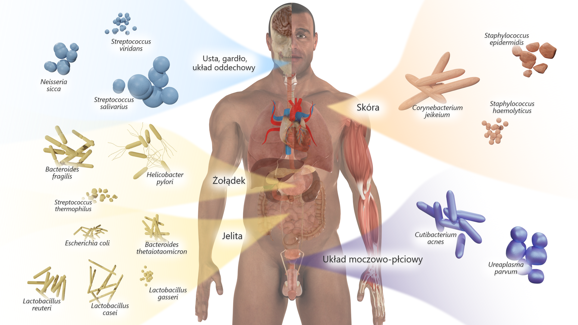 Ilustracja przedstawia różne gatunki drobnoustrojów wchodzących w skład mikroflory fizjologicznej człowieka. Ukazana jest postać mężczyzny. Niektóre fragmenty ciała są półprzeźroczyste i widoczny jest fragment mózgu, układ pokarmowy, układ oddechowy, układ pokarmowy, układ moczowo‑płciowy oraz mięśnie lewej ręki.. Wokół postaci znajdują się informacje dotyczące drobnoustrojów znajdujących się na skórze, w układzie moczowo‑płciowym, jelitach, żołądku, ustach, gardle i układzie oddechowym. Na skórze znajdują się: 1. podłużne, walcowate pałeczki Corynebacterium jeikeium; 2. kuliste bakterie Staphyloccocus haemolyticus; grudkowate bakterie Staphyloccocus epidermidis. W układzie moczowo‑płciowym znajdują się: 1. podłużne, walcowate Cutibacterium acnes; 2. kuliste Ureaplasma parvum. W ustach, gardle i układzie oddechowym znajdują się: 1. kuliste bakterie Staphyloccocus viridans; 2. kuliste bakterie Staphyloccocus salivarius; 3. kuliste bakterie Neisseria sicca. W żołądku znajdują się: 1. zakończone rzęskami pałeczki Helicobacter pylori; 2. Pałeczkowate bakterie Bacterioides fragilis; 3. kuliste bakterie Staphyloccocus thermophilus. W jeliach znajdują się: 1. pałeczkowate Bacteroides thetaiotaomicron; 2. Pałeczkowate Escherichia coli; 3. kuliste Lactobacillus gasseri; 4. pałeczkowate Lactobacillus casei; 5. pałeczkowate Lactobacillus reuteri.