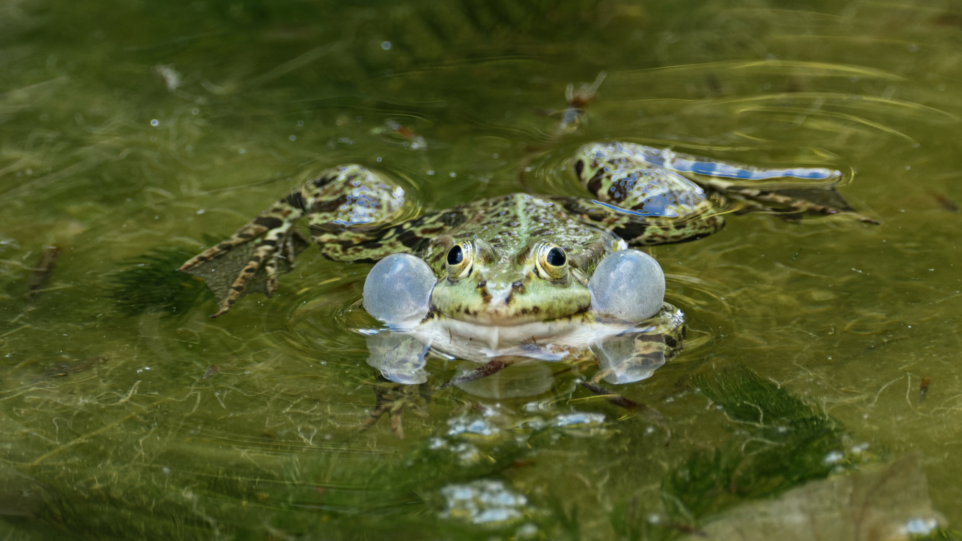 Zdjęcie przedstawia bardzo dużą żabę w wodzie. Żaba po bokach ma duże bańki powietrza.