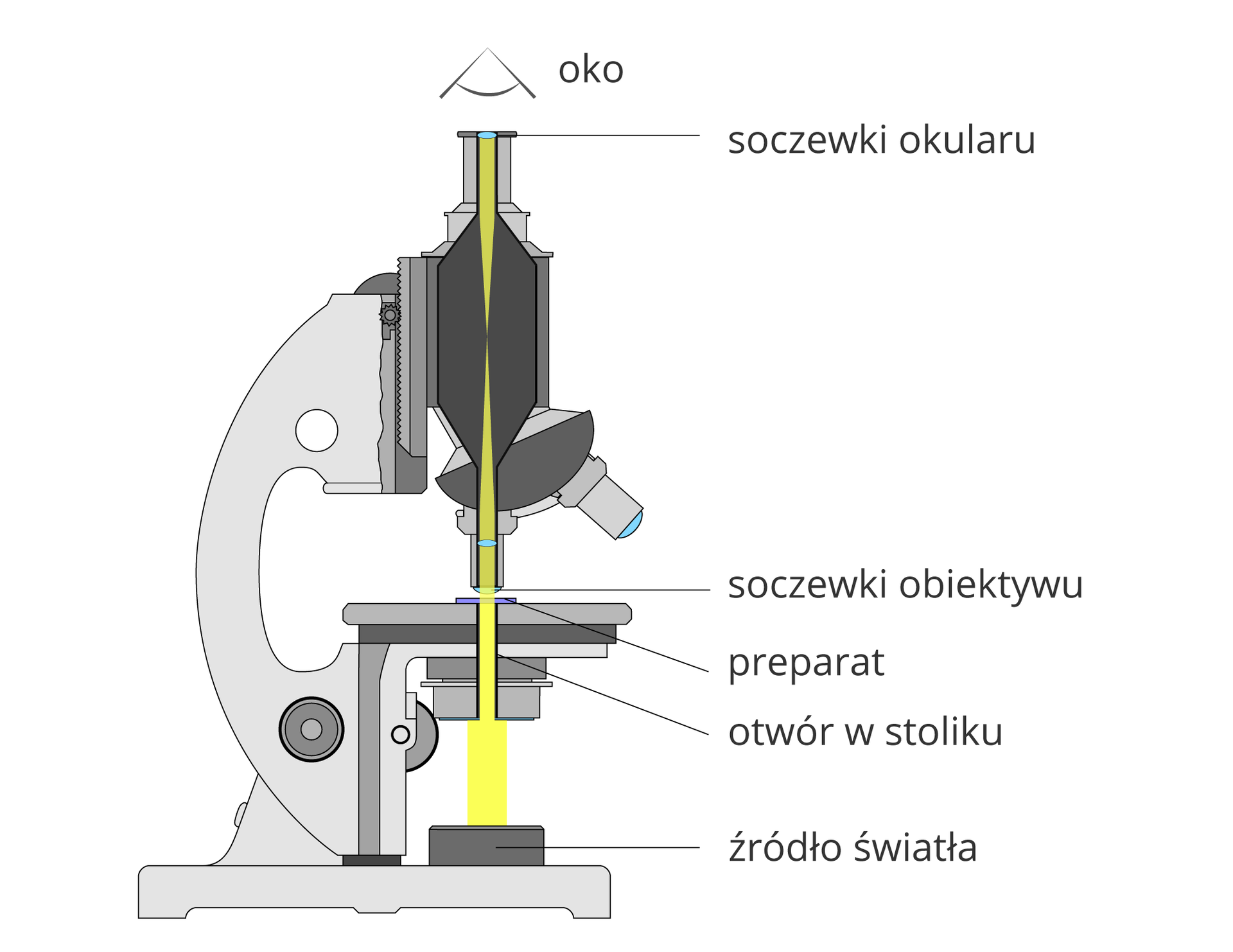 Ilustracja przedstawia przekrój pionowy przez mikroskop. Przez części optyczne w kolorze szarym biegnie żółty pasek, pokazujący drogę światła do ludzkiego oka, znajdującego się nad mikroskopem.