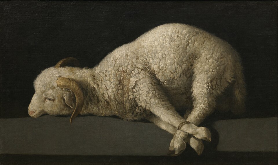 Ilustracja przedstawia obraz Francisco de Zurbarána "Agnus Dei"  („Baranek Boży”). Na ilustracji znajduje się biały baran leżący na ziemi. Zwierzę ma związane wszystkie kończyny.