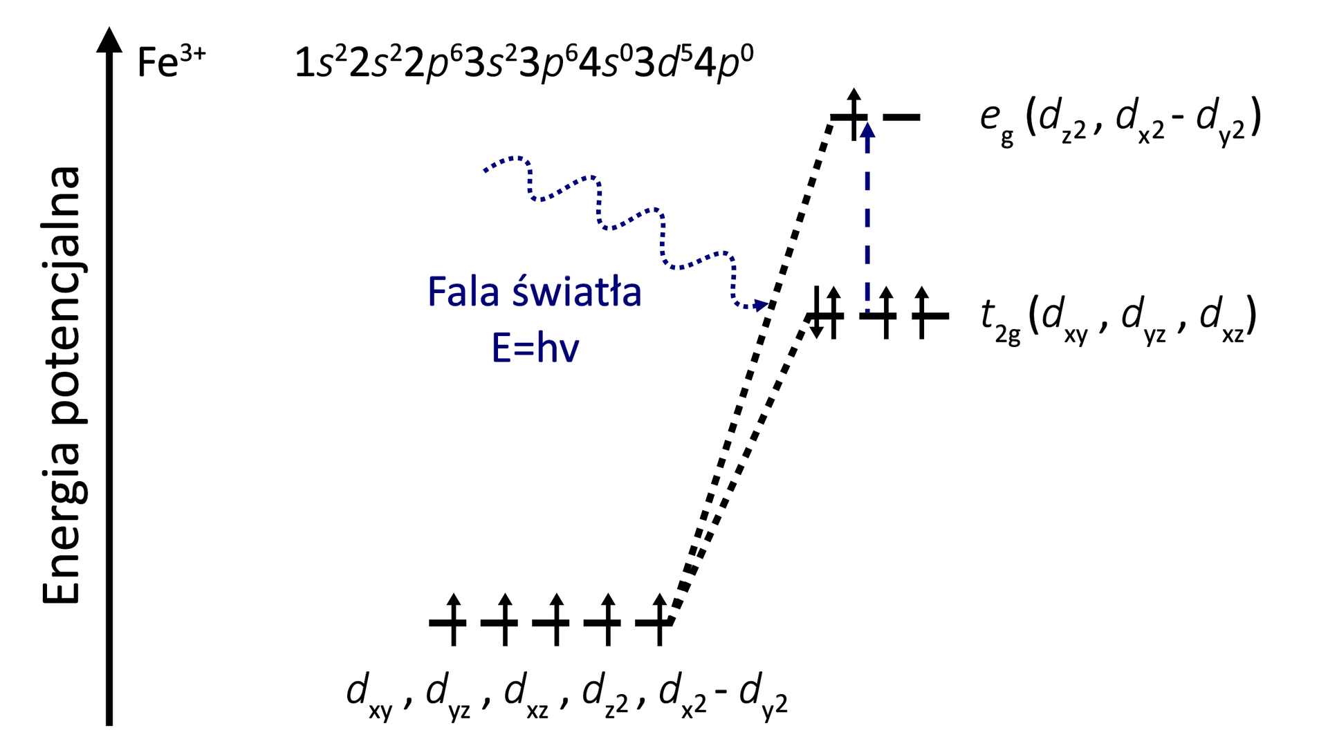 Ilustracja przedstawia analogiczny diagram poziomów energetycznych jonu Fe3+ przed i po rozszczepieniu orbitali molekularnych d w rezultacie wzrastającej energii potencjalnej na skutek odziaływania jonu z ligandami. Jednak w tym przypadku zaprezentowano działanie fali promieniowania elektromagnetycznego o energii E=hν na rozszczepione poziomy energetyczne, a zatem tutaj zachodzi różnica. Fala światła reprezentowana przez falującą przerywaną strzałkę dociera do poziomu t2g. Co powoduje przeskok jednego elektronu na poziom wyżej energetyczny, czyli poziom eg. Zatem na poziomie niżej energetycznym t2g na skutek działania promieniowania elektromagnetycznego znajdują się w sumie cztery elektrony, każdy reprezentowany przez strzałkę. Na każdej z trzech kresek po jednej strzałce skierowanej do góry oraz na pierwszej jedna strzałka skierowana w dół. Z kolei na wyżej energetycznym poziomie znajduje się jeden elektron, czyli jedna strzałka skierowana w górę zlokalizowana na pierwszej kresce.