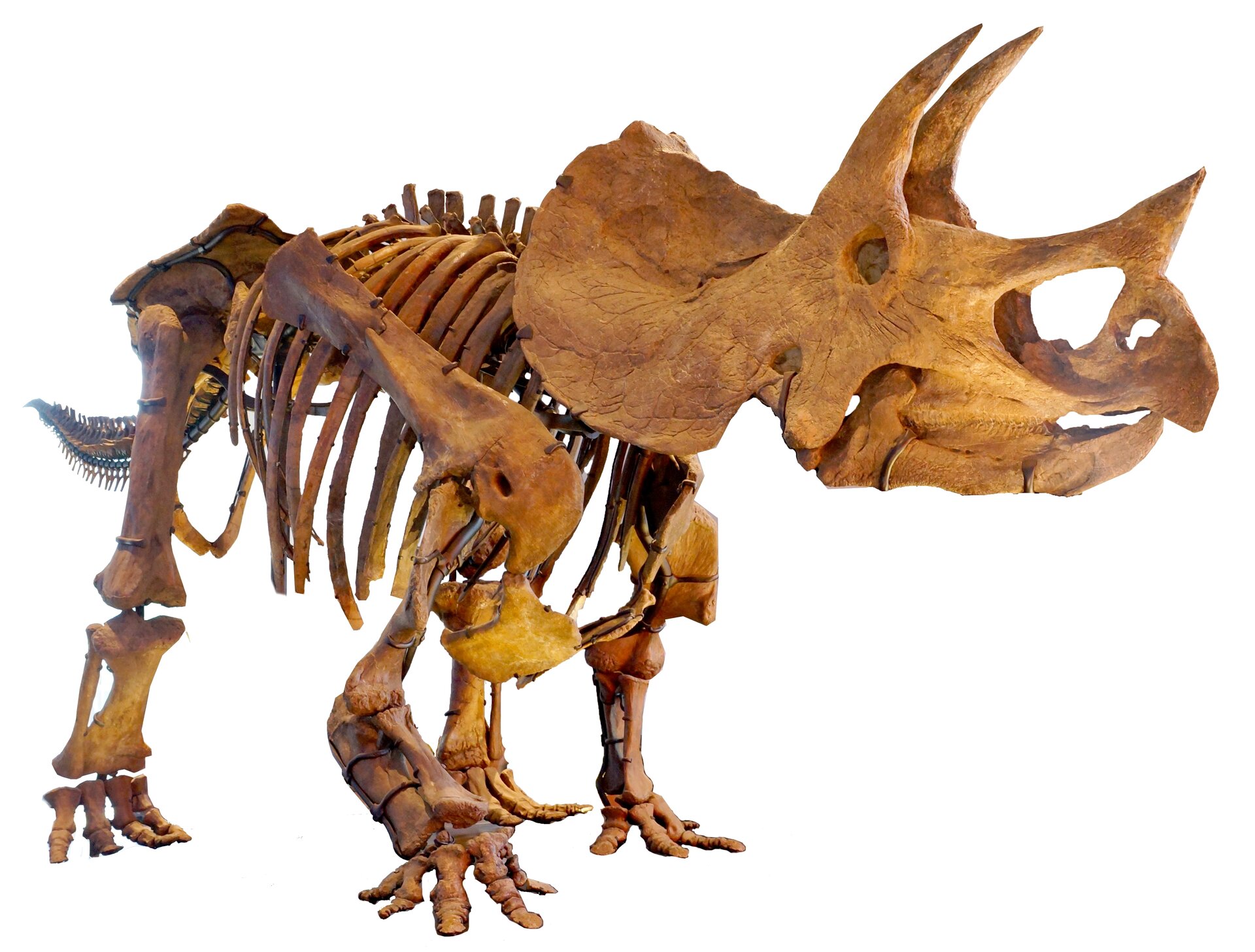 Zdjęcie przedstawia szkielet triceratopsa. To dinozaur z wielką kryzą, czyli pancernym kołnierzem z tyłu czaszki. Ogromna głowy stanowi niemal jedną trzecią długości jego ciała. Na czaszce znajdują się trzy rogi. Jeden, krótszy znajduje się na pysku zwierzęcia. To róg nosowy. Dwa długie rogi nad oczami. Dinozaur ma solidne zbudowany, bezzębny dziób. Ma masywną budowę ciała i cztery, czteropalczaste kończyny dolne. Kończyny są ustawione stosunkowo szeroko, nieco na zewnątrz. Natomiast tylne całkowicie pionowo. Dinozaury ma liczne żebra. Jego ciało zakończone jest krótkim, skierowanym ku dołowi ogonem. Ogon zbudowany był z licznych kości przypominających igły.