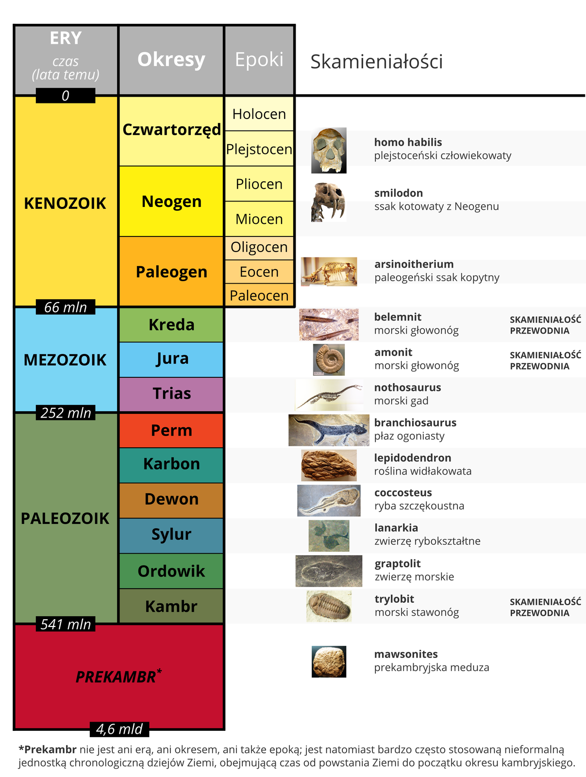 Ilustracja przedstawia tabelę stratygraficzną. Na dole tabeli występują najstarsze ery, na górze – najmłodsze. Po prawej przy każdej erze opisane są okresy, które występowały w danej erze. Dalej wymienione są epoki. Najdalej na prawo wymienione są skamieniałości dla konkretnych okresów przypadających w dziejach Ziemi. Pomiędzy konkretnymi erami znajduje się zakres czasowy ich występowania. Informacje dla poszczególnych er:

Prekambr Czas trwania od 4,6 mld lat do 541 mln lat. Brak wyszczególnionych okresów i epok. Skamieniałość mawsonites - prekambryjska meduza

Paleozoik Czas trwania od 541 mln lat temu do 252 mln lat temu. Okresy i ich skamieniałości od najsatrzego: Kambr - trylobit - morski stanowóg (skamieniałośc przewodnia), Ordowik - graptolit - zwierze morskie, Sylur - lanarkia - zwierze rybokształtne, Dewon - coccosteus - ryba szczękoustna, Karbon - lepidodendron - roślina widłakowata, Perm - branchiosaurus - płaz ogoniasty.

Mezozoik Czas trwania od 252 mln lat temu do 66 mln lat temu. Okresy i ich skamieniałości od najsatszego: Trias - nothosaurus - morski gad, Jura - amonit - morski głowonóg (skamieniałość przewodnia), Kreda - belemnit - morski głowonóg (skamieniałość przewodnia)

Kenozoik Czas trwania od 66 mln lat temu do dziś. Okresy, epoki i ich skamieniałości od najsatszego: Paleogen, podzielony na Paleocen, Eocen i Oligocen - arsinoitherium - paleogeński ssak kopytny, Neogen podzielony na Miocen i Pliocen - smilodon - ssak kotowaty z Neogenu, Czwartorzęd podzielony na plejstocen i holocen - homo habilis - plejstoceński człowiekowaty
