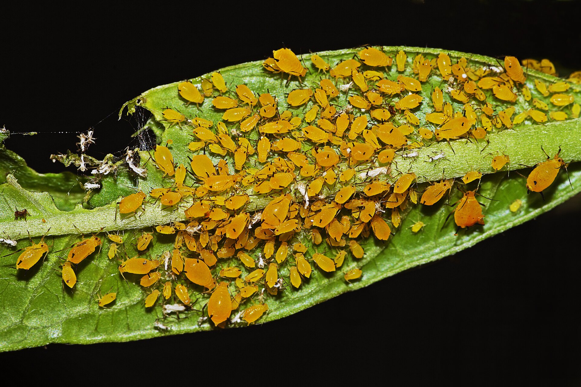 Zdjęcie ukazuje zbliżenie liścia rośliny zaatakowanej przez mszyce. Są to niewielkie owady o żółtym zabarwieniu.
Nagranie tożsame z treścią opisu.
