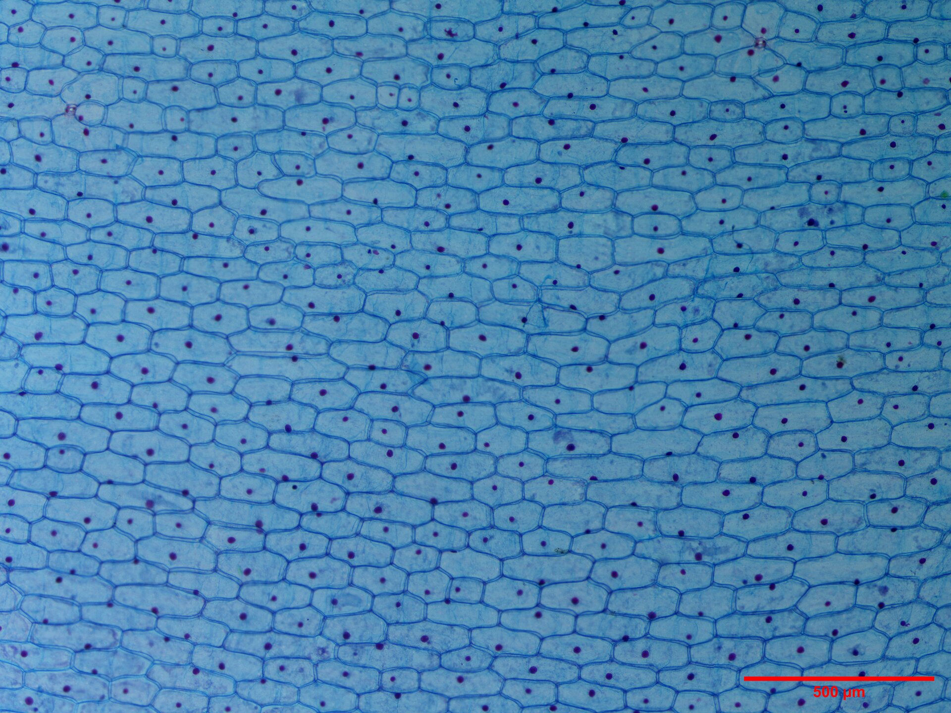 Ilustracja przedstawia zdjęcie z mikroskopu w bardzo dużym powiększeniu. Widocznych jest wiele komórek roślinnych przylegających do siebie. Komórki mają grube ściany komórkowe i zbliżony kształt przypominający spłaszczony od góry i od dołu sześciokąt. W każdej komórce, przeważnie na środku, ale czasem tuż przy ścianie komórkowej, znajduje się jądro wyglądające jak czarna kropka. W dolnym prawym rogu znajduje się czerwona kreska, która symbolizuje 500 mikrometrów. 500 mikrometrów obejmuje około 3 komórki.