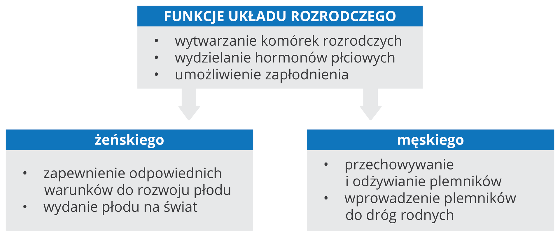Żeński i męski układ rozrodczy - Zintegrowana Platforma Edukacyjna