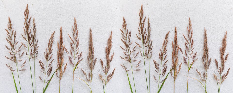 Ilustracja przedstawia różne trawy na białym tle. Rośliny ułożone są w rzędzie pojedynczo, obok siebie, w jednakowych odstępach. Na ilustracji dominuje układ wertykalny.