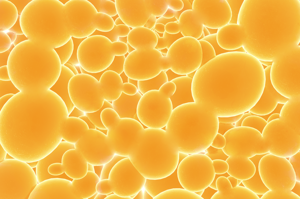 Ilustracja przedstawia liczne, owalne, pomarańczowe komórki drożdży. Niektóre z nich są połączone ze sobą.  Tworzą w ten sposób kolonie. Komórki znajdujące się na końcach kolonii pączkują  poprzez uwypuklenia ściany komórkowej. Pomiędzy koloniami komórek drożdży pojednyncze pączkujące komórki.