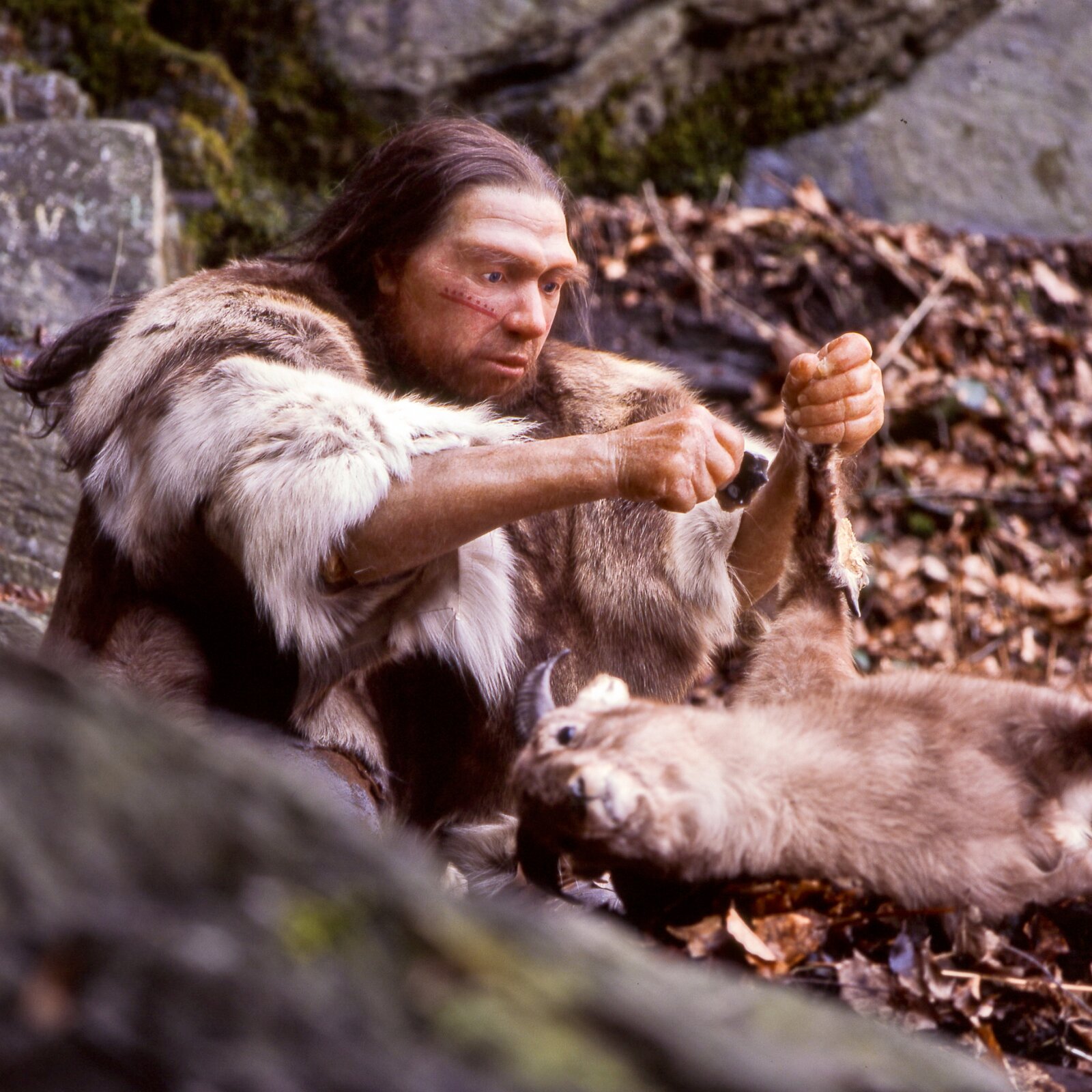 Ilustracja przedstawia jaskiniowca podczas polowania.