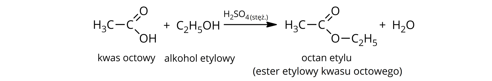 Na ilustracji jest równanie reakcji: jedna cząsteczka kwasu octowego dodać jedna cząsteczka alkoholu etylowego strzałka w prawo, nad strzałką stężony kwas siarkowy, jedna cząsteczka octanu etylu, zwanego estrem etylowym kwasu octowego, dodać jedna cząsteczka wody. 