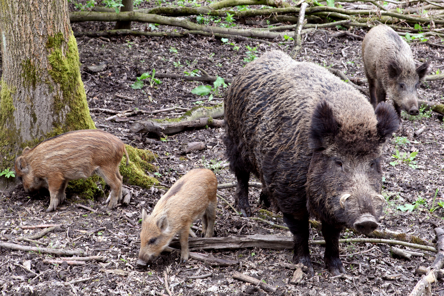 Fotografia przedstawia samca dzika wraz z lochą i dwoma warchlakami. Samiec nieco większy od samicy, ma dwa kły na pysku. Sierść szczeciniasta, ciemna. Warchlaki są brązowe w jasnobrązowe paski.