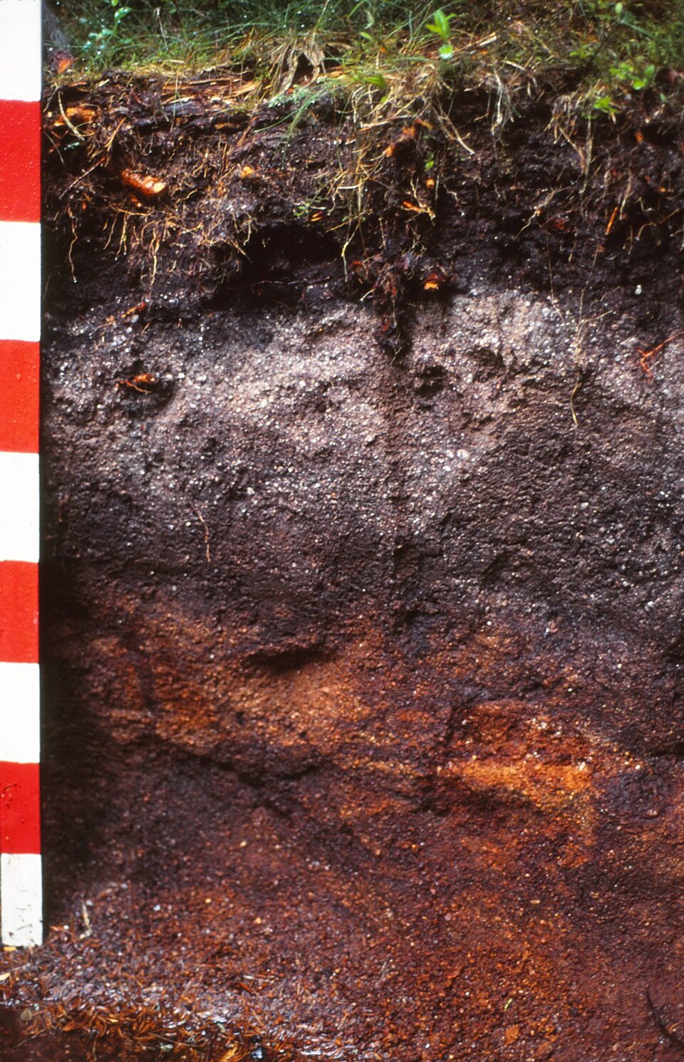 Na zdjęciu przedstawiony jest profil glebowy. Obrazek przedstawia przekrój przez warstwy gleby w wykopie w ziemi. Górna część przekroju to trawy i poszycie, niżej korzenie trawy. Kolejne warstwy ziemi mają różne kolory – poczynając od góry, biały, ciemnobrunatny i rdzaworudy. Z lewej strony umieszczono biało‑czerwoną listwę wskazującą głębokość wykopu. 