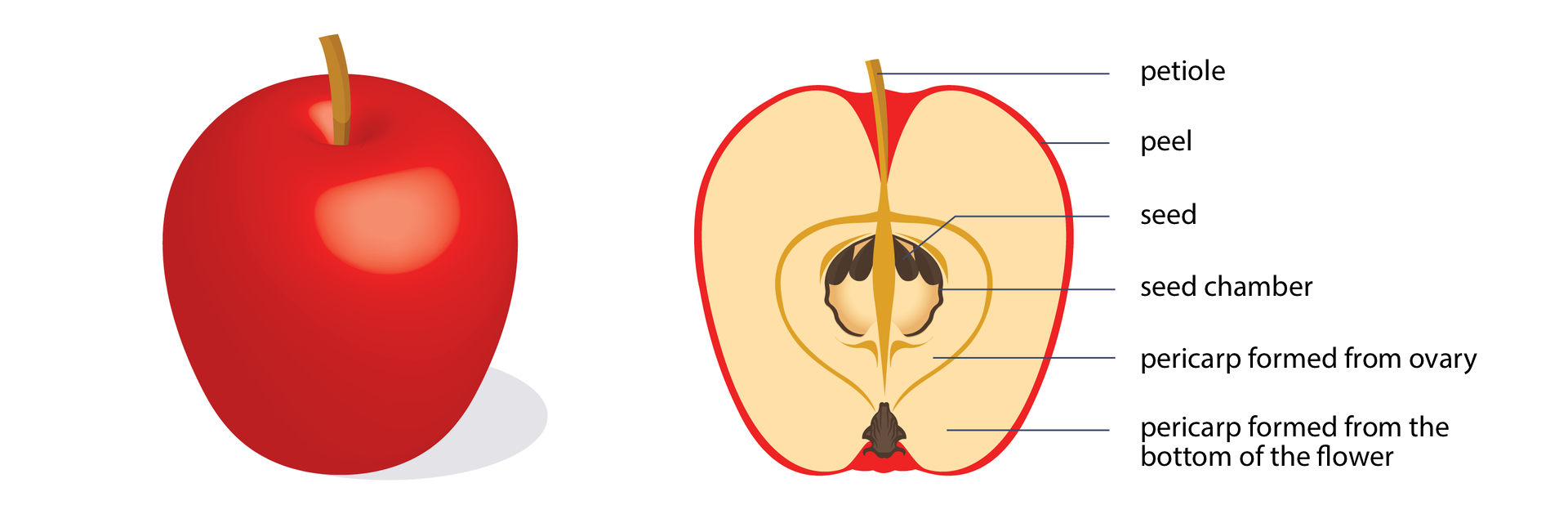 Ilustracja przedstawia rysunek dwóch jabłek: czerwonego, całego, i przekrojonego wzdłuż. Części jabłka na przekroju są odpowiednio podpisane:-ogonek liściowy, - skórka, - ziarno, - komora nasienna, - owocnia powstała z jajnika, - owocnia powstała z dna kwiatu