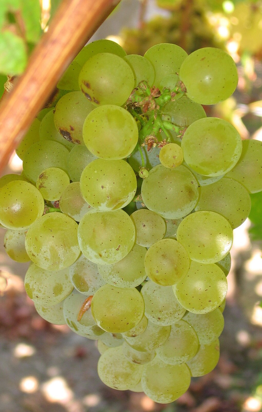 Sauvignon Blanc
