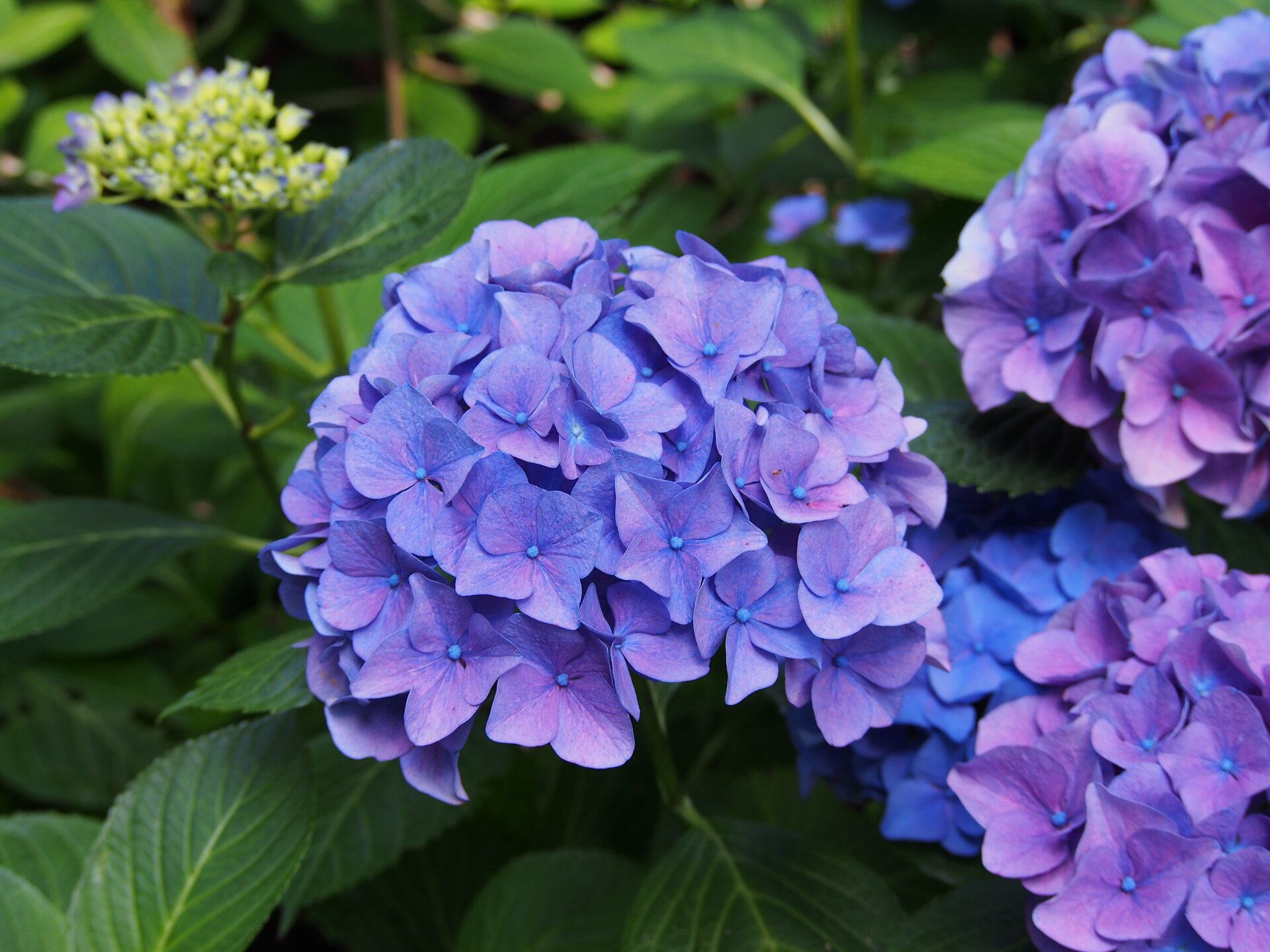 Ilustracja przedstawia fioletowoniebieskie kwiaty hortensji. Kwiaty są zebrane w obfity kwiatostan. 