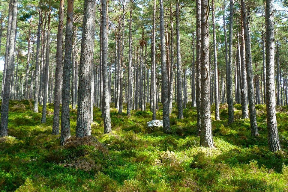 Zdjęcie przedstawia las sosnowy. Podłoże leśne porośnięte jest mchami. 