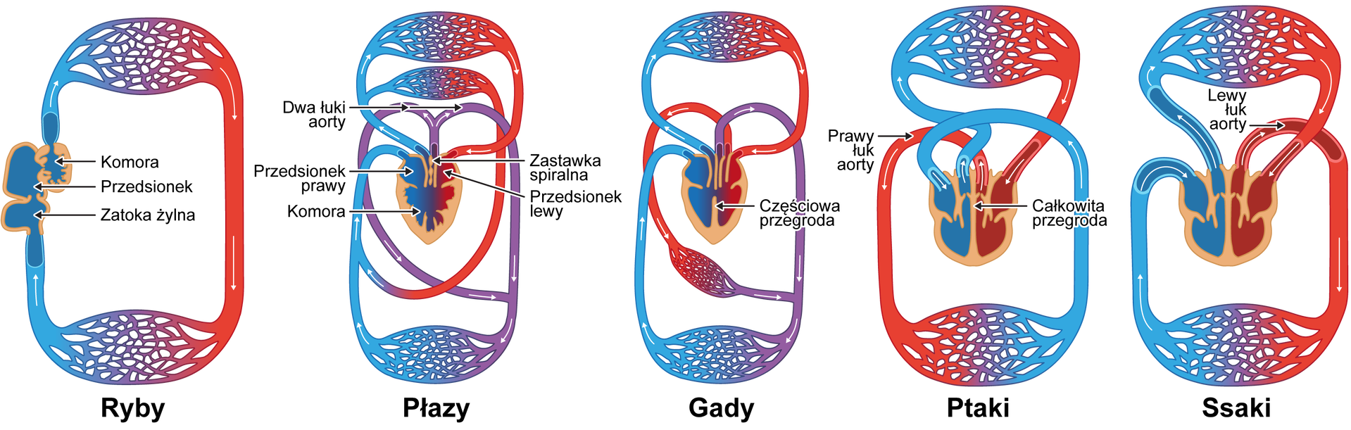 Ilustracja przedstawia porównanie budowy układów krwionośnych kręgowców. Przedstawionych jest pięć układów krwionośnych: ryb, płazów, gadów, ptaków, ssaków. Wszystkie te układy maja obieg zamknięty. Różni je przede wszystkim budowa serca. 1. Układ krwionośny ryb. Ryby posiadają zamknięty, jednoobiegowy układ krwionośny. Krew pompowana jest przez trójdzielne serce typu żylnego, które jest zbudowane z: zatoki żylnej, jednego przedsionka i jednej komory. Krew przepływająca jednokierunkowo przez serce jest pozbawiona tlenu. W sercu znajdują się błoniaste zastawki zapobiegające cofaniu się krwi. Odtlenowana krew jest tłoczona z komory serca do skrzeli, z których pobiera tlen przy jednoczesnym oddawaniu tam dwutlenku węgla. Potem tlen rozprowadzany jest po całym ciele naczyniami tętniczymi, a równocześnie zbierany jest dwutlenek węgla. Odtlenowana krew powraca żyłami do zatoki żylnej serca, skąd ponownie przepływa do przedsionka i komory serca. 2. Układ krwionośny płazów. Płazy posiadają zamknięty, dwuobiegowy układ krwionośny: mały i duży. Także serce zbudowane jest inaczej niż u ryb. Składa się ono z jednej komory i z przedsionka prawego oraz przedsionka lewego. W małym obiegu krew płynie tętnicami płucnymi od komory do płuc. W płucach następuje wymiana gazowa, a natlenowana krew trafia żyłami płucnymi do lewego przedsionka i następnie do komory. W dużym obiegu krew z komory doprowadzana jest tętnicami do przedniej części ciała oraz rozgałęzieniami łuku aorty do reszty ciała. Przez zatokę żylną do prawego przedsionka wraca krew z przedniej części ciała, w tym ze skóry oraz tylnej części ciała. Obecności dwóch obiegów powoduje, że u płazów krew jest sprawnej rozprowadzana po ciele niż u ryb. Ponieważ oba przedsionki uchodzą do wspólnej komory dochodzi do mieszania się krwi. Dzięki spiralnej zastawce w stożku tętniczym serca płazów następuje częściowa segregacja krwi natlenowanej i odtlenowanej. 3. Układ krwionośny gadów. Gady posiadają zamknięty, dwuobiegowy układ krwionośny: mały (tak zwany płucny) i duży. Budowa układu krwionośnego gadów przypomina układ krwionośny płazów, jednak różni je budowa serca. Serce gadów składa się z dwóch przedsionków (prawego i lewego) oraz jednej komory, w której występuje częściowa przegroda (niewystępująca u płazów). Dzięki częściowej przegrodzie dochodzi do lepszego oddzielenia krwi natlenowanej od odtlenowanej. W małym obiegu krew odtlenowana wypływa z prawej części komory pniem płucnym rozgałęziającym się na tętnice płucne. W płucach zachodzi wymiana gazowa: tu pobierany jest tlen i oddawany jest dwutlenek węgla. Krew natlenowana wraca żyłami płucnymi do lewego przedsionka serca. W dużym obiegu natlenowana krew wypływa z lewej części komory aortą, a następnie tętnicami rozprowadzana jest po ciele. Następnie krew (z dwutlenkiem węgla) płynie żyłami w kierunku serca i przez zatokę żylną trafia do prawego przedsionka. 4. Układ krwionośny ptaków. Ptaki posiadają zamknięty, dwuobiegowy układ krwionośny: mały (tak zwany płucny) i duży. Budowa układu krwionośnego ptaków przypomina układ krwionośny gadów, jednak różni je budowa serca. Serce składa się z dwóch przedsionków (prawego i lewego) oraz dwóch komór (prawej i lewej). Dzięki takiej budowie natlenowana krew jest całkowicie oddzielona w sercu od krwi odtlenowanej. Dodatkowo u ptaków występuje tylko prawy łuk aorty. W małym obiegu odtlenowana krew płynie tętnicami płucnymi z prawej komory w kierunku płuc. Tu zachodzi wymiana gazowa: tlen jest pobierany, natomiast dwutlenek węgla oddawany. Natlenowana krew wraca żyłami płucnymi do lewego przedsionka serca i następnie przepływa do lewej komory. W dużym obiegu krew natlenowana wypływa z lewej komory aortą i następnie tętnicami rozprowadzana jest po ciele ptaka. Potem krew odtlenowana (z dwutlenkiem węgla) płynie żyłami do prawego przedsionka serca. 5. Układ krwionośny ssaków. Ssaki posiadają zamknięty, dwuobiegowy układ krwionośny: mały (tak zwany płucny) i duży. Serce jest czterodziałowe i zbudowane jest z dwóch przedsionków (prawego i lewego) oraz dwóch komór (prawej i lewej), które oddzielone są od siebie całkowitą przegrodą. Powoduje sto całkowite oddzielenie krwi natlenowanej od odtlenowanej. Ssaki posiadają tylko lewy łuk aorty (odwrotnie niż ptaki). W małym obiegu krew odtlenowana jest przepompowywana z prawej komory pniem płucnym do płuc i tu zachodzi wymiana gazowa (pobierany jest tlen, a oddawany dwutlenek węgla). Krew natlenowana żyłami płucnymi wraca do lewego przedsionka serca, a następnie przepływa do lewej komory. W dużym obiegu natlenowana krew wypływa aortą z lewej komory, a następnie tętnicami rozprowadzana jest po całym ciele ssaka. Potem krew odtlenowana wraca żyłami do prawego przedsionka serca i przepływa do prawej komory.