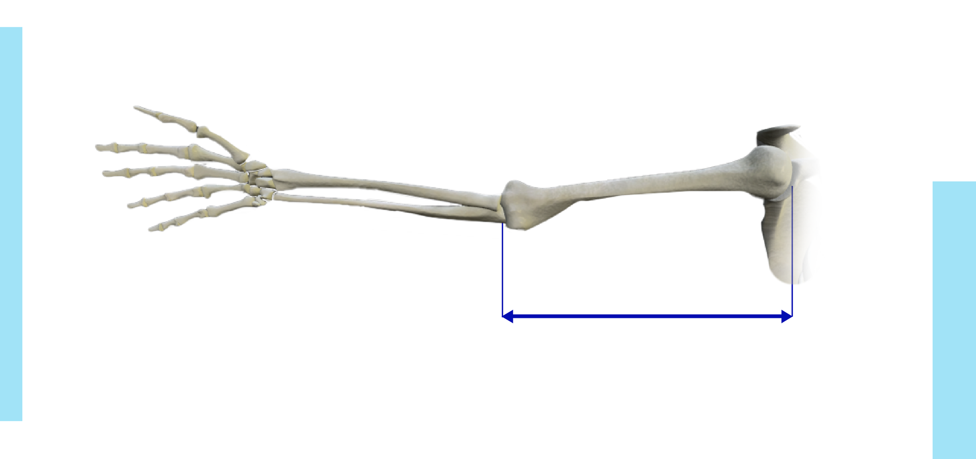 Grafika przedstawia szkielet kończyny górnej. Na rycinie zaznaczono długość pomiędzy głową kości ramiennej a kłykciem bocznym kości ramiennej. 