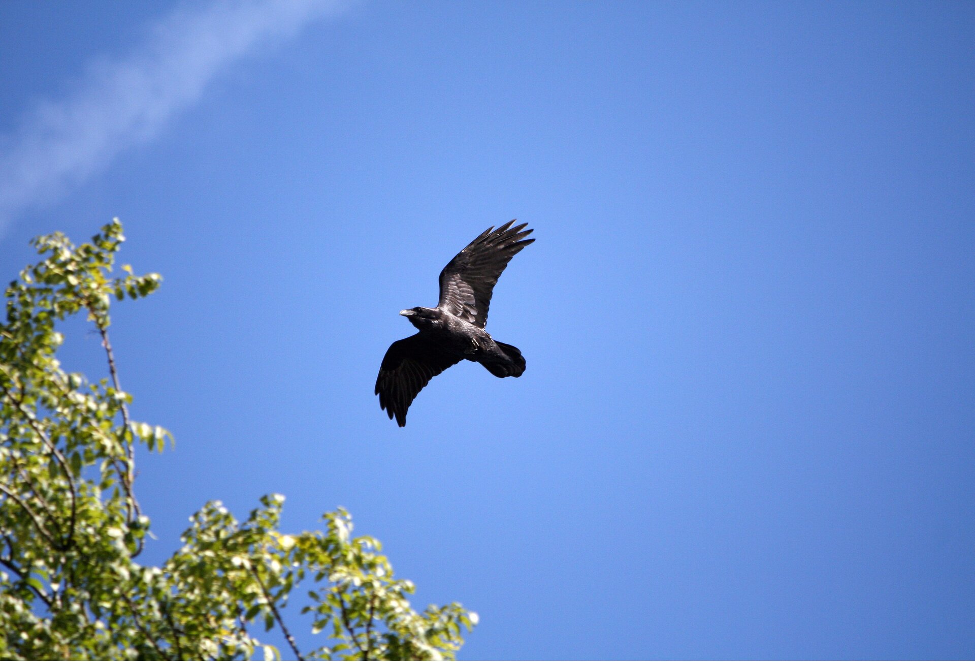 Na zdjęciu znajduje się czarny ptak w trakcie lotu na tle niemal bezchmurnego nieba. Widoczny jest z dołu. Z lewej strony widoczny jest fragment drzewa.