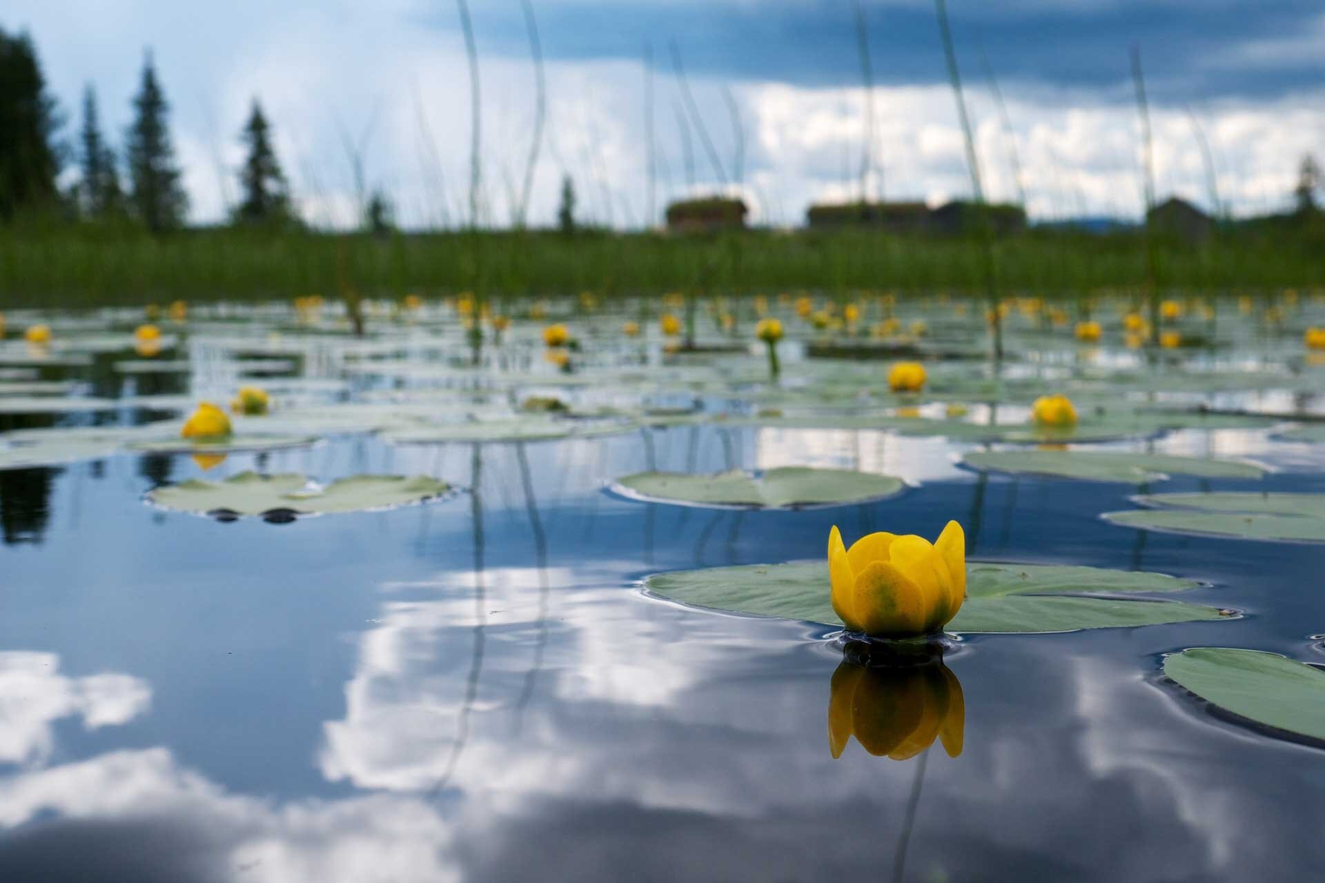 Fotografia prezentuje taflę jeziora, na której pływają żółte kwiaty grążela oraz ich okrągłe liście.