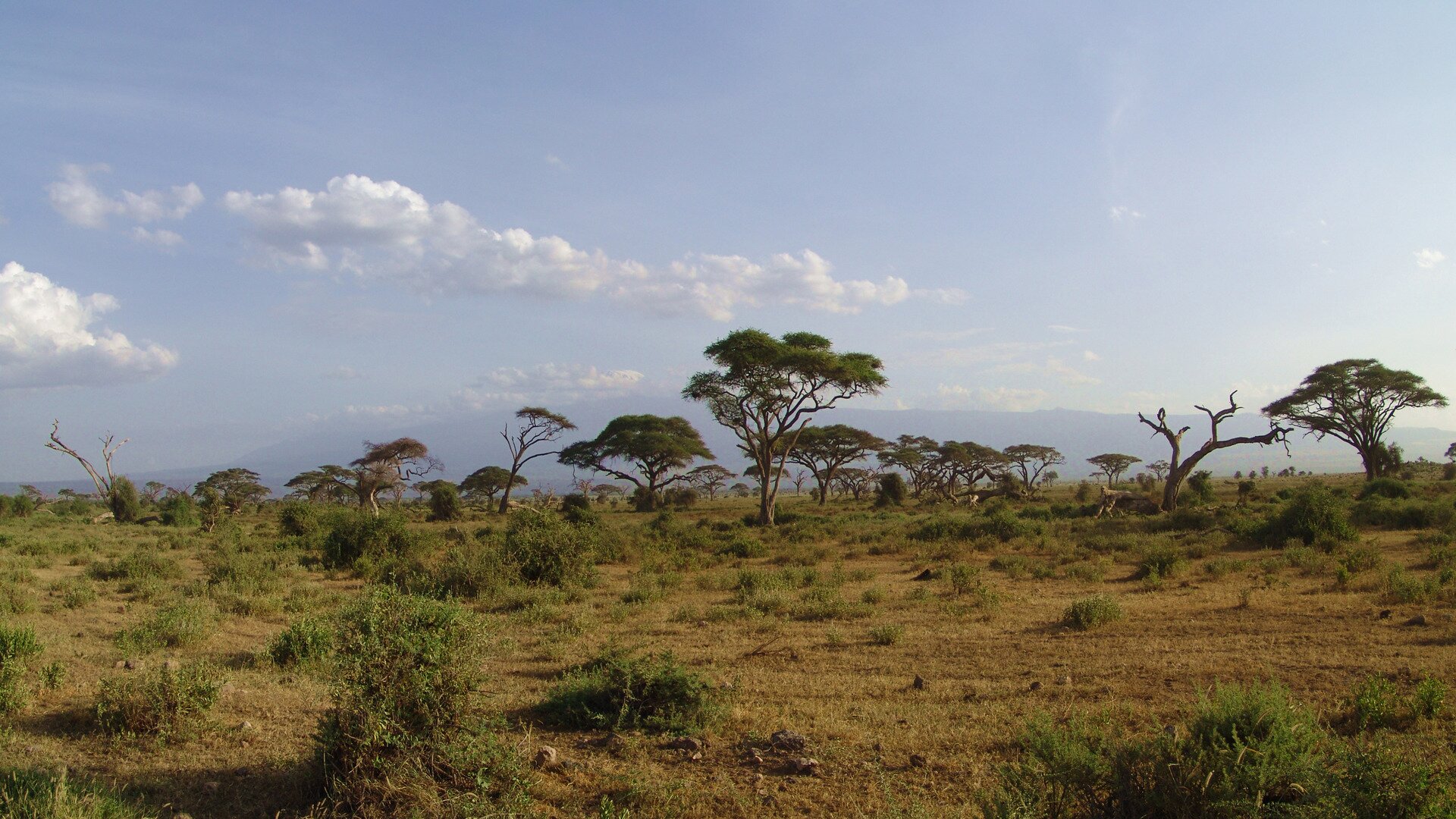 Fotografia przedstawia rozległy krajobraz sawanny w porze suchej. Na żółtej ziemi rosną nieliczne kępy traw, a między nimi z rzadka akacje – drzewa o wąskich pniach i koronie w kształcie parasola.