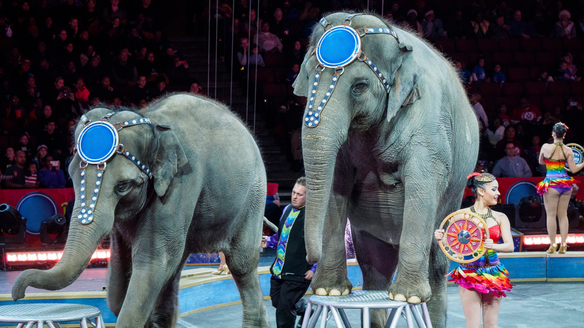 Zdjęcie przedstawia dwa słonie na cyrkowej arenie. Słonie mają dekoracyjne obroże wokół głowy. Jeden z nich przednie łapy położył na specjalnej konstrukcji. Pomiędzy słoniami znajduje się treser. Po prawej stronie zdjęcia, przy jednym ze słoni stoi skąpo ubrana dziewczyna. W tle widoczna jest publiczność.